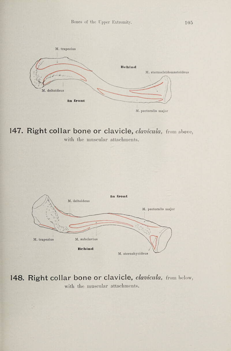 M. trapezius 147. Right collar bone or clavicle, clavicula, from above, with the muscular attachments. 148. Right collar bone or clavicle, clavicula, from below, with the muscular attachments.