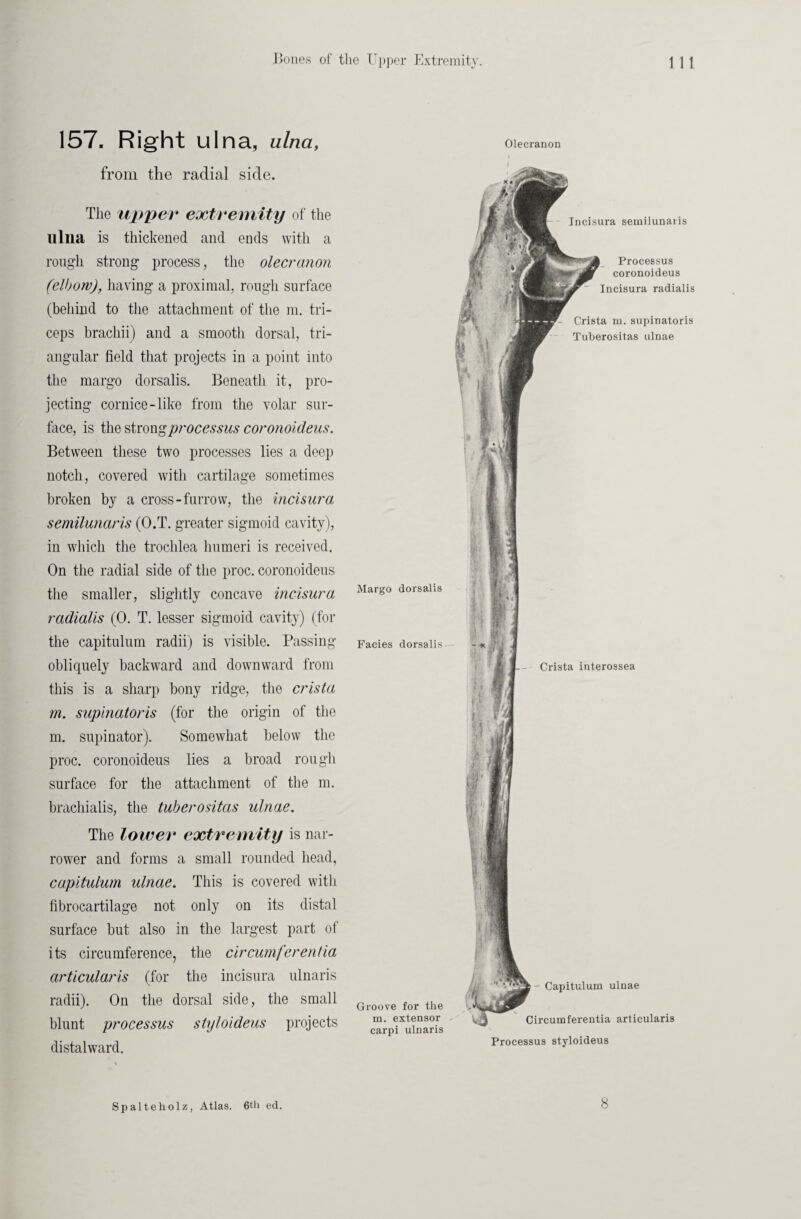 157. Right ulna, ulna, from the radial side. The upper extremity of the ulna is thickened and ends with a rough strong process, the olecranon (elbow), having a proximal, rough surface (behind to the attachment of the m. tri¬ ceps brachii) and a smooth dorsal, tri¬ angular field that projects in a point into the margo dorsalis. Beneath it, pro¬ jecting cornice-like from the volar sur¬ face, is the strong processus coronoideus. Between these two processes lies a deep notch, covered with cartilage sometimes broken by a cross-furrow, the incisura semilunaris (O.T. greater sigmoid cavity), in which the trochlea humeri is received. On the radial side of the proc. coronoideus the smaller, slightly concave incisura radialis (0. T. lesser sigmoid cavity) (for the capitulum radii) is visible. Passing obliquely backward and downward from this is a sharp bony ridge, the crista m. supinatoris (for the origin of the m. supinator). Somewhat below the proc. coronoideus lies a broad rough surface for the attachment of the m. brachialis, the tuberositas ulnae. The lower extremity is nar¬ rower and forms a small rounded head, capitulum ulnae. This is covered with fibrocartilage not only on its distal surface but also in the largest part of its circumference, the circumferentia articularis (for the incisura ulnaris radii). On the dorsal side, the small blunt processus styloideus projects distalward. Olecranon Margo dorsalis Facies dorsalis Groove for the m. extensor - carpi ulnaris Incisura semilunaris Processus coronoideus Incisura radialis - Crista m. supinatoris Tuberositas ulnae ; - Crista interossea - Capitulum ulnae Circumferentia articularis Processus styloideus Spalteholz, Atlas. 6th ed. 8