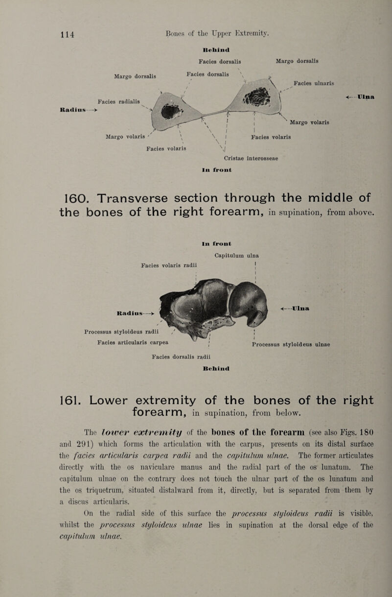 Margo dorsalis Behind Facies dorsalis Facies dorsalis Margo dorsalis Facies radialis Radius Margo volaris ' Facies volaris <—Ulna i Margo volaris I Facies volaris Cristae interosseae In front 160. Transverse section through the middle of the bones of the right forearm, in supination, from above. In front Capitulum ulna Facies volaris radii Radins- Processus styloideus radii Facies articularis carpea Facies dorsalis radii Behind -Ulna Processus styloideus ulnae 161. Lower extremity of the bones of the right forearm, in supination, from below. The lower extremity of the bones of the forearm (see also Figs. 180 and 291) which forms the articulation with the carpus, presents on its distal surface the facies articularis carpea radii and the capitulum ulnae. The former articulates directly with the os naviculare manus and the radial part of the os lunatum. The capitulum ulnae on the contrary does not touch the ulnar part of the os lunatum and the os triquetrum, situated distalward from it, directly, but is separated from them by a discus articularis. On the radial side of this surface the processus styloideus radii is visible, whilst the processus styloideus idnae lies in supination at the dorsal edge of the capitulum idnae.