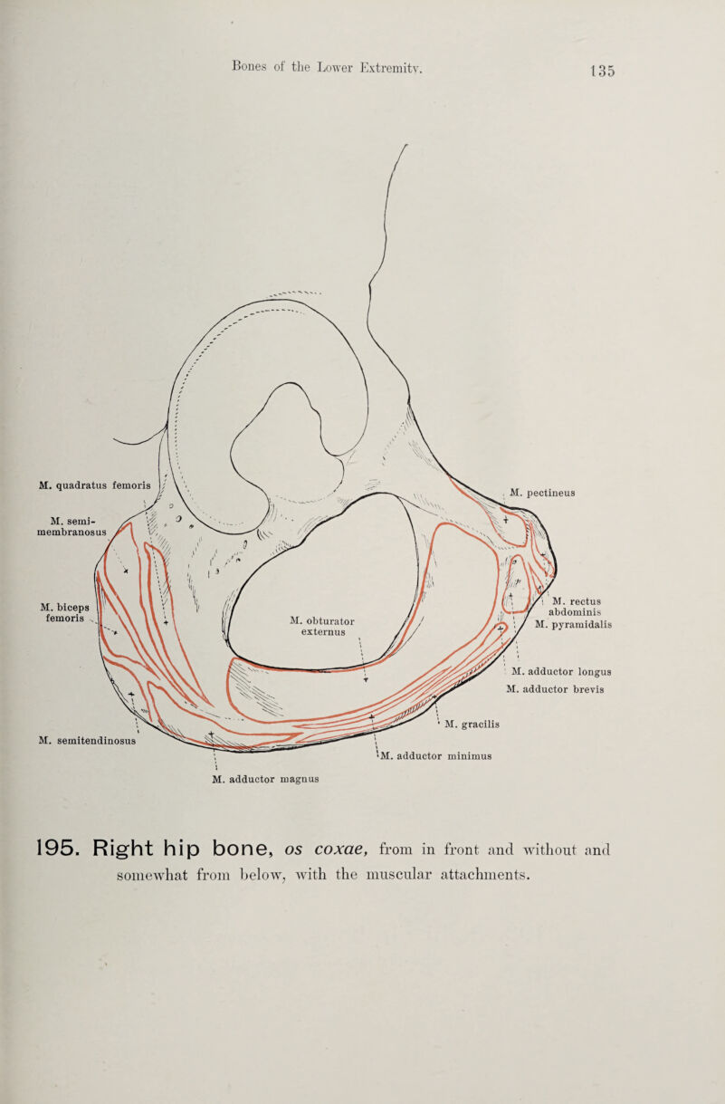 105. Right hip bon6, os coxae, from in front and without and somewhat from below, with the muscular attachments. M. pectineus M. adductor magnus M. quadratus femoris M. semi¬ membranosus M. biceps femoris .. I M. semitendinosus M. rectus abdominis M. pyramidalis M. adductor longus M. adductor brevis M. gracilis •M. adductor minimus