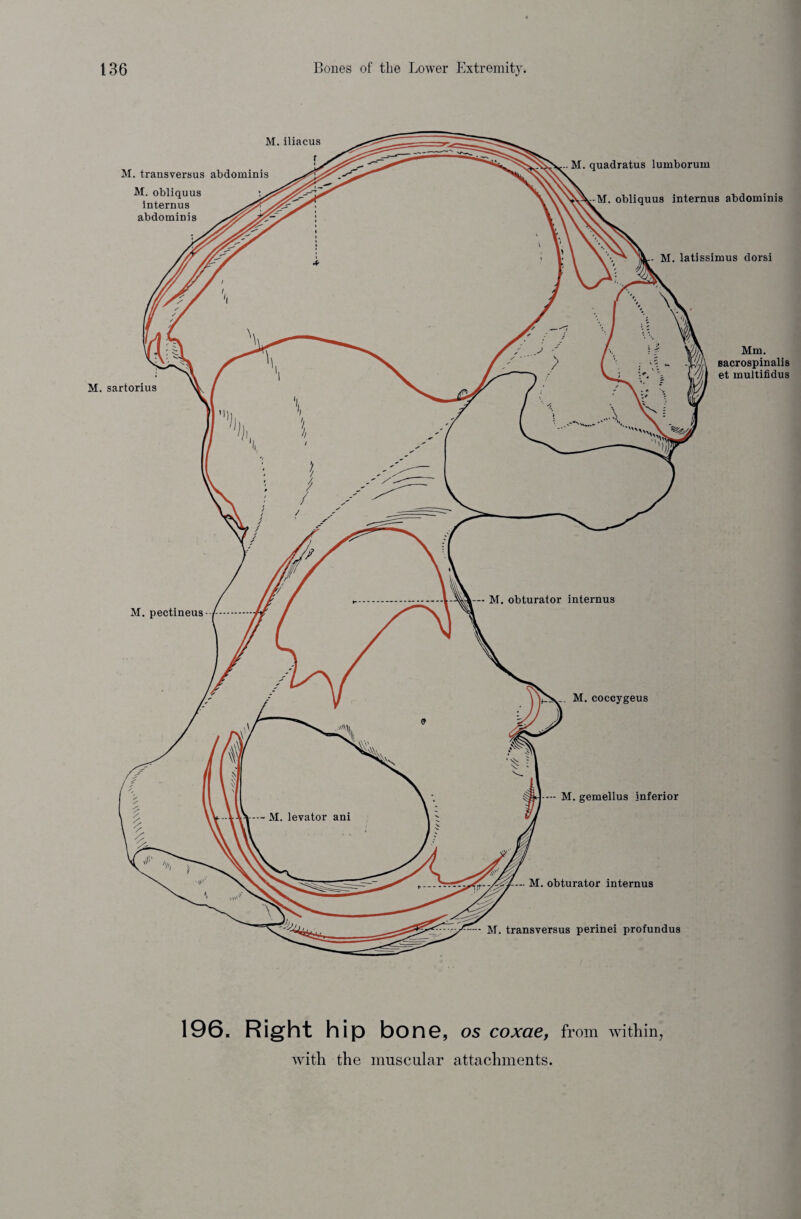 M. latissimus dorsi — M. obturator internus . M. transversus perinei profundus M. iliacus r M. transversus abdominis M. obliquus internus abdominis M. quadratus lumborum M. obliquus internus abdominis M. sartorius Mm. sacrospinalis et multifidus M. pectineus M. obturator internus . M.coccygeus — M. gemellus inferior 196. Right hip bone, os coxae, from within,