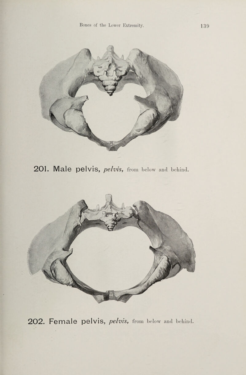 201. Male pelvis, pelvis, from below and behind.