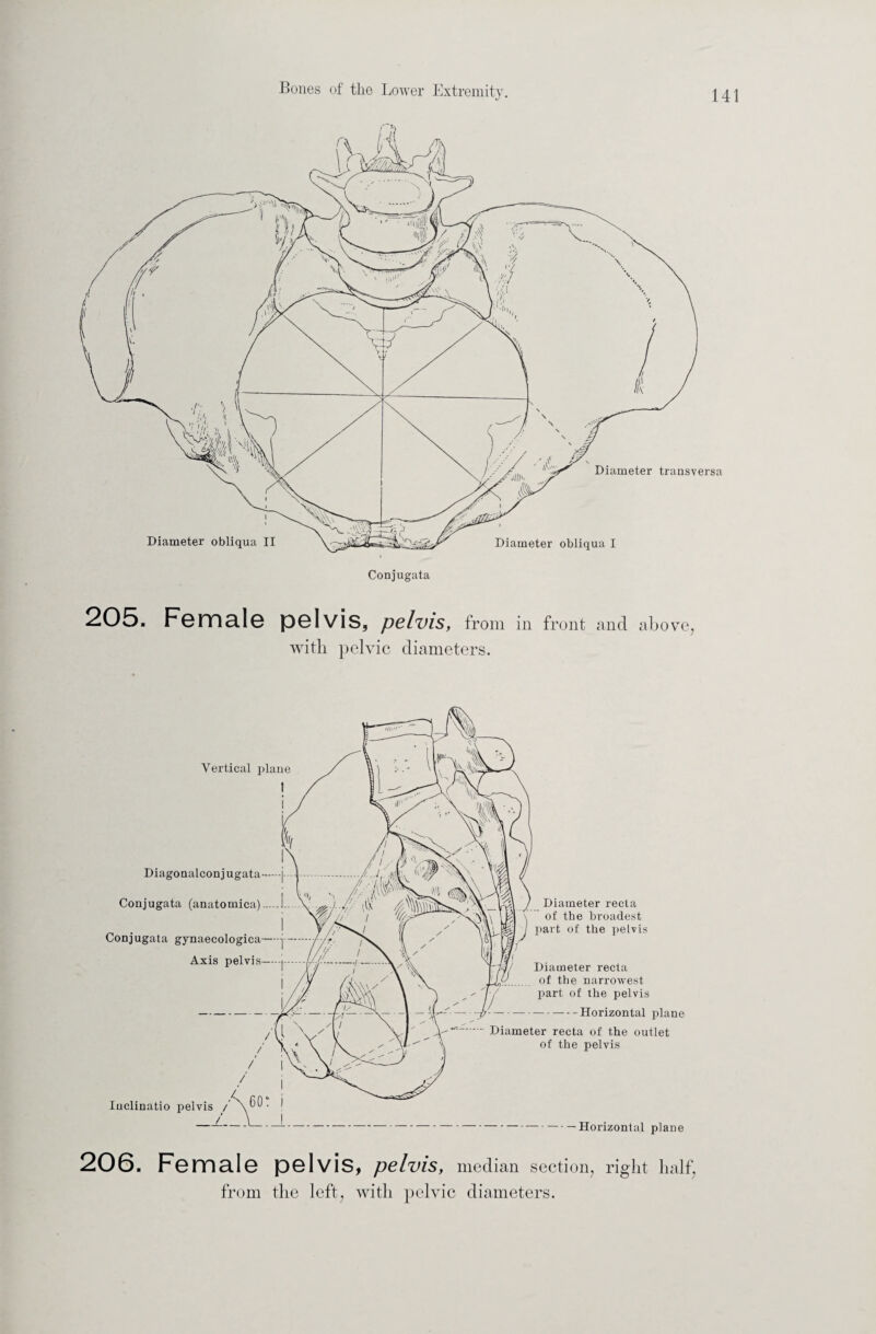 205. Female pelvis, pelvis, from in front and above, with pelvic diameters. 206. Female pelvis, pelvis, median section, right half, from the left, with pelvic diameters.