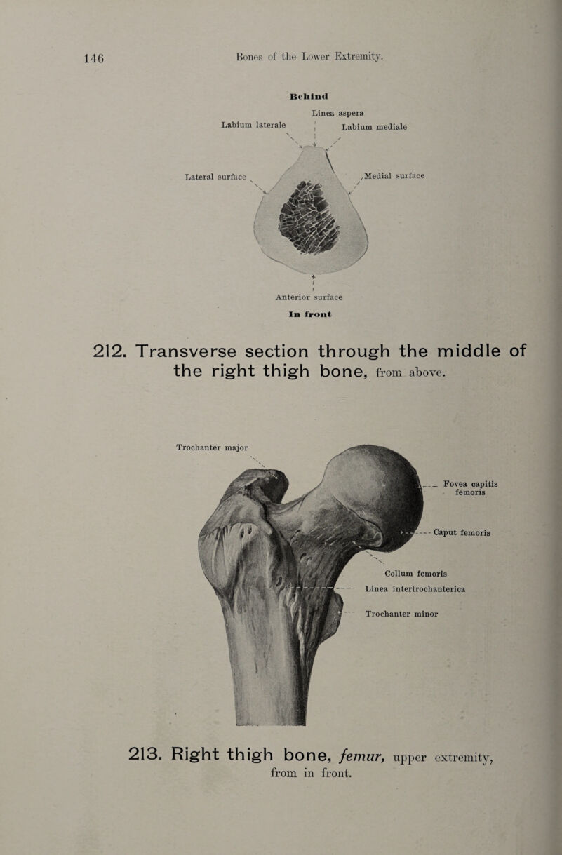 Behind Linea aspera Labium laterale Labium mediale Lateral surface / \ /Medial surface i i Anterior surface In front 212. Transverse section the right thigh through the middle of bone, from above. Trochanter major __ Fovea capitis femoris -Caput femoris Collum femoris Linea intertrochanterica Trochanter minor 213. Right thigh bone, femur, from in front. upper extremity,