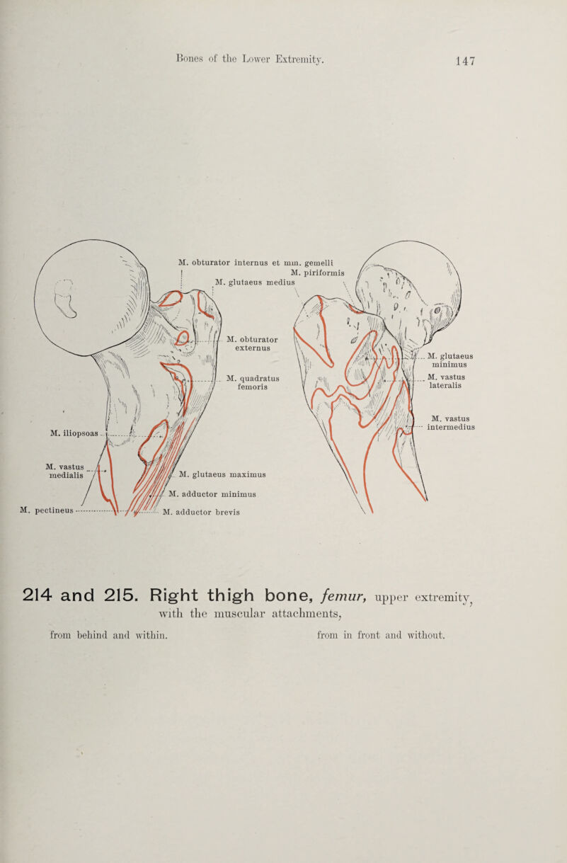 ''ii/ /jjjf-— M. glutaeus minimus M. vastus lateralis M. vastus - intermedius M. vastus medialis M. pectineus 214 and 215. Right thigh bone, femur, upper extremity^ with the muscular attachments, from behind and within. from in front and without.