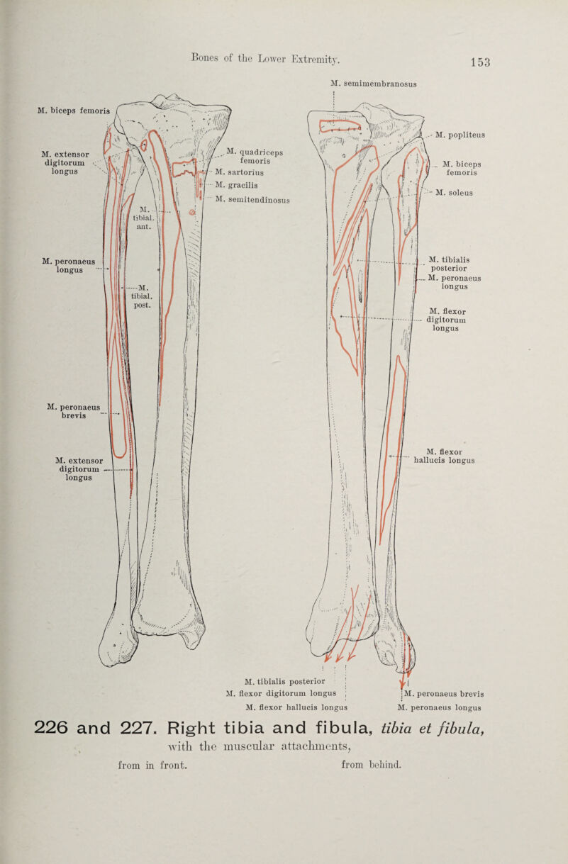 M. semimembranosus M. biceps femoris M. extensor digitorum longus M. peronaeus longus M. peronaeus brevis M. extensor digitorum - longus M. - tibial. ant. — M. tibial. post. ; M. quadriceps femoris M. sartorius M. gracilis M. semitendinosus Si ri; V M. popliteus M. biceps femoris M. soleus :;r i ; \I < I !l M. tibialis posterior M. peronaeus longus M. flexor digitorum longus M. flexor hallucis longus \ \ \\3 fcVl tl ■: lt\ M. tibialis posterior M. flexor digitorum longus M. flexor hallucis longus : M. peronaeus brevis M. peronaeus longus 226 and 227. Right tibia and fibula, tibia et fibula, Avitli the muscular attachments,