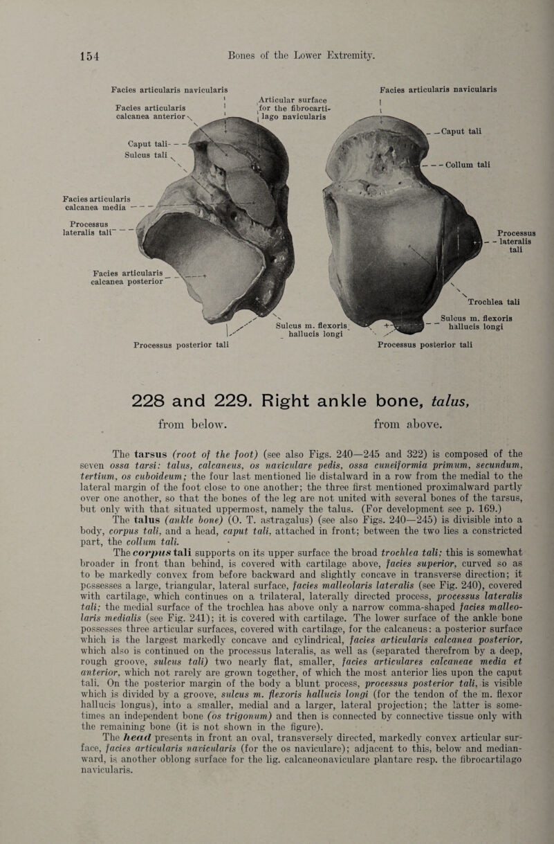 Articular surface ti'or the fibrocarti- I lago navicularis Facies articularis navicularis ] i _Caput tali — Collum tali Facies articularis navicularis i Facies articularis calcanea anterior \ \ Caput tali- Sulcus tali \ \ Processus lateralis tali' Facies articularis calcanea posterior Processus — lateralis tali Facies articularis calcanea media \ \ \ Trochlea tali Sulcus m. flexoris^ hallucis longi Sulcus m. flexoris hallucis longi Processus posterior tali Processus posterior tali 228 and 229. Right ankle bone, talus, from below. from above. The tarsus (root of the foot) (see also Figs. 240—245 and 322) is composed of the seven ossa tarsi: talus, calcaneus, os naviculare pedis, ossa cuneiformia primum, secundum, tertium, os cuboideum; the four last mentioned lie distalward in a row from the medial to the lateral margin of the foot close to one another; the three first mentioned proximalward partly over one another, so that the bones of the leg are not united with several bones of the tarsus, but only with that situated uppermost, namely the talus. (For development see p. 169.) The talus (ankle bone) (0. T. astragalus) (see also Figs. 240—245) is divisible into a body, corpus tali, and a head, caput tali, attached in front; between the two lies a constricted part, the collum tali. The corpus tali supports on its upper surface the broad trochlea tali; this is somewdiat broader in front than behind, is covered with cartilage above, facies superior, curved so as to be markedly convex from before backward and slightly concave in transverse direction; it possesses a large, triangular, lateral surface, facies malleolaris lateralis (see Fig. 240), covered with cartilage, which continues on a trilateral, laterally directed process, processus lateralis tali; the medial surface of the trochlea has above only a narrow comma-shaped facies malleo¬ laris medialis (see Fig. 241); it is covered with cartilage. The lower surface of the ankle bone possesses three articular surfaces, covered with cartilage, for the calcaneus: a posterior surface which is the largest markedly concave and cylindrical, facies articularis calcanea posterior, which also is continued on the processus lateralis, as well as (separated therefrom by a deep, rough groove, sulcus tali) two nearly flat, smaller, facies articular es calcaneae media et anterior, which not rarely are grown together, of which the most anterior lies upon the caput tali. On the posterior margin of the body a blunt process, processus posterior tali, is visible which is divided by a groove, sulcus m. flexoris hallucis longi (for the tendon of the m. flexor hallucis longus), into a smaller, medial and a larger, lateral projection; the latter is some¬ times an independent bone (os trigonum) and then is connected by connective tissue only with the remaining bone (it is not shown in the figure). The head presents in front an oval, transversely directed, markedly convex articular sur¬ face, facies articularis navicularis (for the os naviculare); adjacent to this, below and median- ward, is another oblong surface for the lig. calcaneonaviculare plantare resp. the fibrocartilago navicularis.