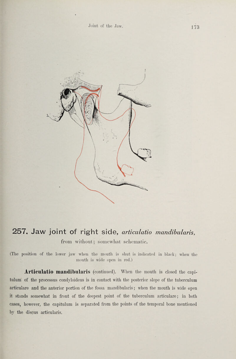 257. Jaw joint of right side, articulatio mandibularis, from without; somewhat schematic. (The position of the lower jaw when the mouth is shut is indicated in black; when the mouth is wide open in red.) Articulatio mandibularis (continued). When the mouth is closed the capi- tulum of the processus condyloideus is in contact with the posterior slope of the tuberculum articulare and the anterior portion of the fossa mandibularis; when the mouth is wide open it stands somewhat in front of the deepest point of the tuberculum articulare; in both cases, however, the capitulum is separated from the points of the temporal bone mentioned by the discus articularis.