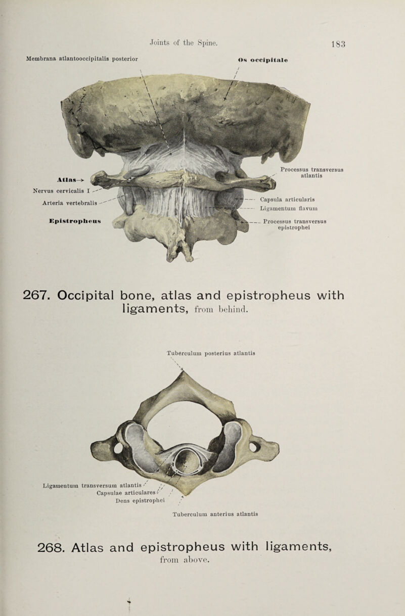 Membrana atlantooccipitalis posterior Os occipital« Atlas Nervus cervicalis I -- Arteria vertebralis Epistropheus Processus transversus atlantis Capsula articularis Ligamentum flavurn - Processus transversus epistrophei 267. Occipital bone, atlas and epistropheus with ligaments, from behind. Tuberculum posterius atlantis Ligamentum transversum atlantis '' Capsulae articulares C Dens epistrophei Tuberculum anterius atlantis \ 268. Atlas and epistropheus with ligaments, from above.