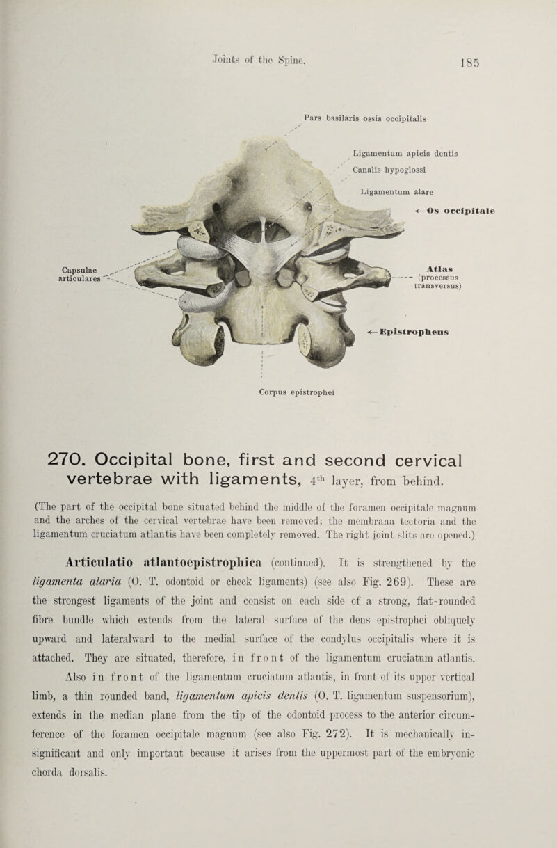 Pars basilaris ossis occipitalis Capsulae articulares Ligamentum apicis dentis Canalis hypoglossi Ligamentum alare Os occipitale Fpistropliens Atlas (processus transversus) Corpus epistrophei 270. Occipital bone, first and second cervical vertebrae with ligaments, 4th layer, from behind. (The part of the occipital bone situated behind the middle of the foramen occipitale magnum and the arches of the cervical vertebrae have been removed; the membrana tectoria and the ligamentum cruciatum atlantis have been completely removed. The right joint slits are opened.) Articulatio atlantoepistropliica (continued). It is strengthened by the ligamenta alarm (0. T. odontoid or check ligaments) (see also Fig. 269). These are the strongest ligaments of the joint and consist on each side of a strong, flat-rounded fibre bundle which extends from the lateral surface of the dens epistrophei obliquely upward and lateralward to the medial surface of the condylus occipitalis where it is attached. They are situated, therefore, in front of the ligamentum cruciatum atlantis. Also in front of the ligamentum cruciatum atlantis, in front of its upper vertical limb, a thin rounded band, ligamentum apicis dentis (0. T. ligamentum Suspensorium), extends in the median plane from the tip of the odontoid process to the anterior circum¬ ference of the foramen occipitale magnum (see also Fig. 272). It is mechanically in¬ significant and only important because it arises from the uppermost part of the embryonic chorda dorsalis.