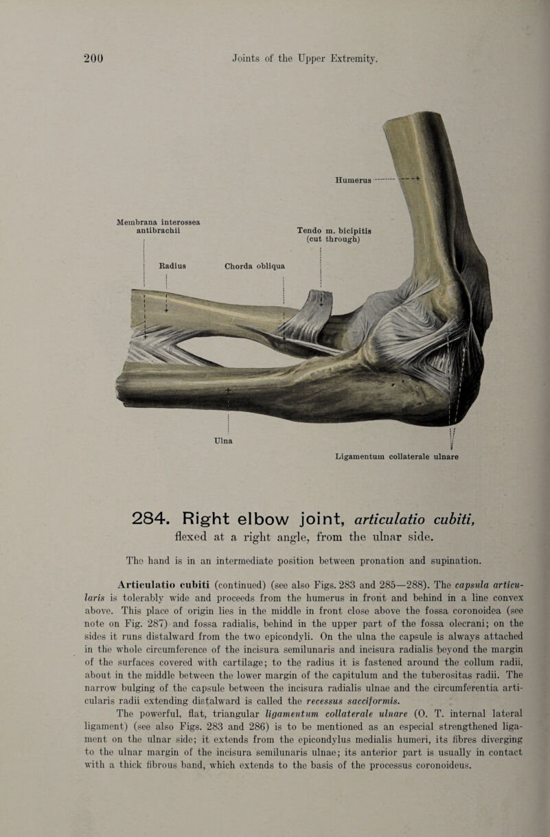 Membrana interossea antibrachii Radius Tendo m. bicipitis (cut through) Chorda obliqua Ulna 3 Ligamentum collateral ulnare Humerus 284. Right elbow joint, articulatio cubiti, flexed at a right angle, from the ulnar side. The hand is in an intermediate position between pronation and supination. Articulatio cubiti (continued) (see also Figs. 283 and 285—288). The capsula articu- laris is tolerably wide and proceeds from the humerus in front and behind in a line convex above. This place of origin lies in the middle in front close above the fossa coronoidea (see note on Fig. 287) and fossa radialis, behind in the upper part of the fossa olecrani; on the sides it runs distalward from the two epicondyli. On the ulna the capsule is always attached in the whole circumference of the incisura semilunaris and incisura radialis beyond the margin of the surfaces covered with cartilage; to the radius it is fastened around the collum radii, about in the middle between the lower margin of the capitulum and the tuberositas radii. The narrow bulging of the capsule between the incisura radialis ulnae and the circumferentia arti- cularis radii extending distalward is called the recessus sacciformis. The powerful, flat, triangular ligamentum collaterale ulnare (0. T. internal lateral ligament) (see also Figs. 283 and 286) is to be mentioned as an especial strengthened liga¬ ment on the ulnar side; it extends from the epicondylus medialis humeri, its fibres diverging to the ulnar margin of the incisura semilunaris ulnae; its anterior part is usually in contact with a thick fibrous band, which extends to the basis of the processus coronoideus.