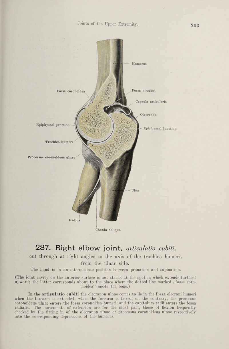 Fossa coronoidea Epiphyseal junction - Trochlea humeri Processus coronoideus ulnae Radius Humerus Fossa olecrani Capsula articularis Olecranon — Epiphyseal junction Ulna Chorda obliqua 287. Right elbow joint, articulatio cubiti, cut through at right angles to the axis of the trochlea humeri, from the ulnar side. The hand is in an intermediate position between pronation and supination. (The joint cavity on the anterior surface is not struck at the spot in which extends furthest upward; the latter corresponds about to the place where the dotted line marked ,Jossa coro¬ noidea“ meets the bone.) In the articulatio cubiti the olecranon ulnae comes to lie in the fossa olecrani humeri when the forearm is extended; when the forearm is flexed, on the contrary, the processus coronoideus ulnae enters the fossa coronoidea humeri, and the capitulum radii enters the fossa radialis. The movements of extension are for the most part, those of flexion frequently checked by the fitting in of the olecranon ulnae or processus coronoideus ulnae respectively into the corresponding depressions of the humerus.