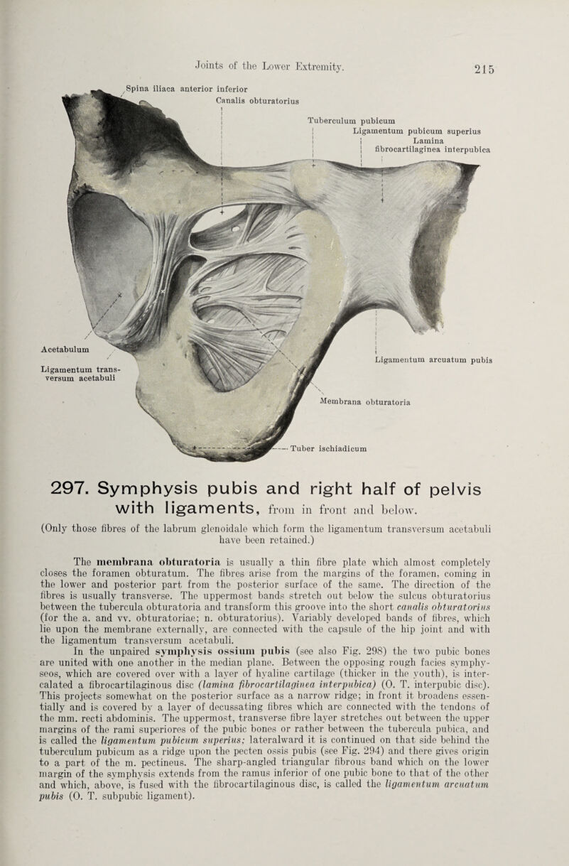 Spina iliaca anterior inferior Canalis obturatorius Tuberculum pubicum Ligamentum pubicum superius | Lamina | fibrocartilaginea interpubica Ligamentum arcuatum pubis Membrana obturatoria Tuber ischiadicum Acetabulum Ligamentum trans- versum acetabuli 297. Symphysis pubis and right half of pelvis with ligaments, from in front and below. (Only those fibres of the labrum glenoidale which form the ligamentum transversum acetabuli have been retained.) The membrana obturatoria is usually a thin fibre plate which almost completely closes the foramen obturatum. The fibres arise from the margins of the foramen, coming in the lower and posterior part from the posterior surface of the same. The direction of the fibres is usually transverse. The uppermost bands stretch out below the sulcus obturatorius between the tubercula obturatoria and transform this groove into the short canalis obturatorius (for the a. and vv. obturatoriae; n. obturatorius). Variably developed bands of fibres, which lie upon the membrane externally, are connected with the capsule of the hip joint and with the ligamentum transversum acetabuli. In the unpaired symphysis ossium pubis (see also Fig. 298) the two pubic bones are united with one another in the median plane. Between the opposing rough facies svmphy- seos, which are covered over with a layer of hyaline cartilage (thicker in the youth), is inter¬ calated a fibrocartilaginous disc (lamina fibrocartilaginea interpubica) (0. T. interpubic disc). This projects somewhat on the posterior surface as a narrow ridge; in front it broadens essen¬ tially and is covered by a layer of decussating fibres which are connected with the tendons of the mm. recti abdominis. The uppermost, transverse fibre layer stretches out between the upper margins of the rami superiores of the pubic bones or rather between the tubercula pubica, and is called the ligamentum pubicum superius; lateralward it is continued on that side behind the tuberculum pubicum as a ridge upon the pecten ossis pubis (see Fig. 294) and there gives origin to a part of the m. pectineus. The sharp-angled triangular fibrous band which on the lower margin of the symphysis extends from the ramus inferior of one pubic bone to that of the other and which, above, is fused with the fibrocartilaginous disc, is called the ligamentum arcuatum pubis (0. T. subpubic ligament).