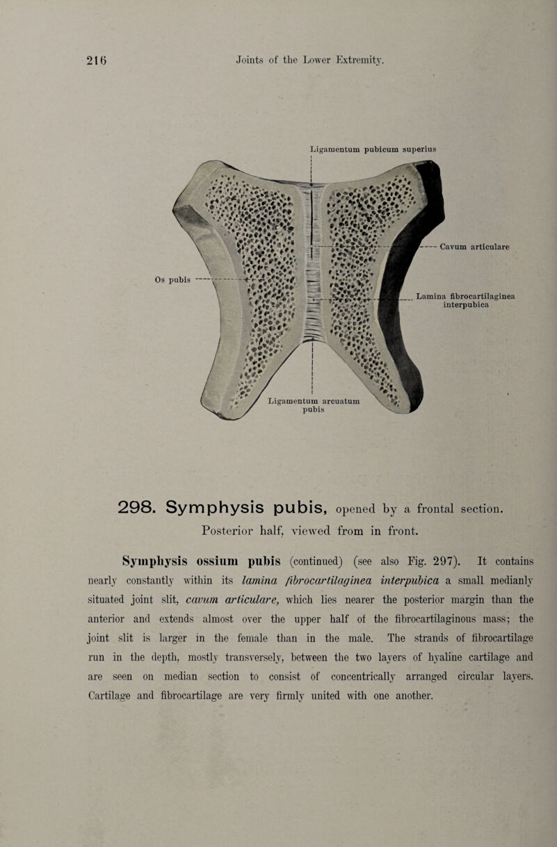 Ligamentum pubicum superius Os pubis - Cavum articulare Lamina fibrocartilaginea interpubica 298. Symphysis pubis, opened by a frontal section. Posterior half, viewed from in front. Symphysis OSSium pubis (continued) (see also Fig. 297). It contains nearly constantly within its lamina fibrocartilaginea interpubica a small medianly situated joint slit, cavum articulare, which lies nearer the posterior margin than the anterior and extends almost over the upper half of the fibrocartilaginous mass; the joint slit is larger in the female than in the male. The strands of fibrocartilage run in the depth, mostly transversely, between the two layers of hyaline cartilage and are seen on median section to consist of concentrically arranged circular layers. Cartilage and fibrocartilage are very firmly united with one another.