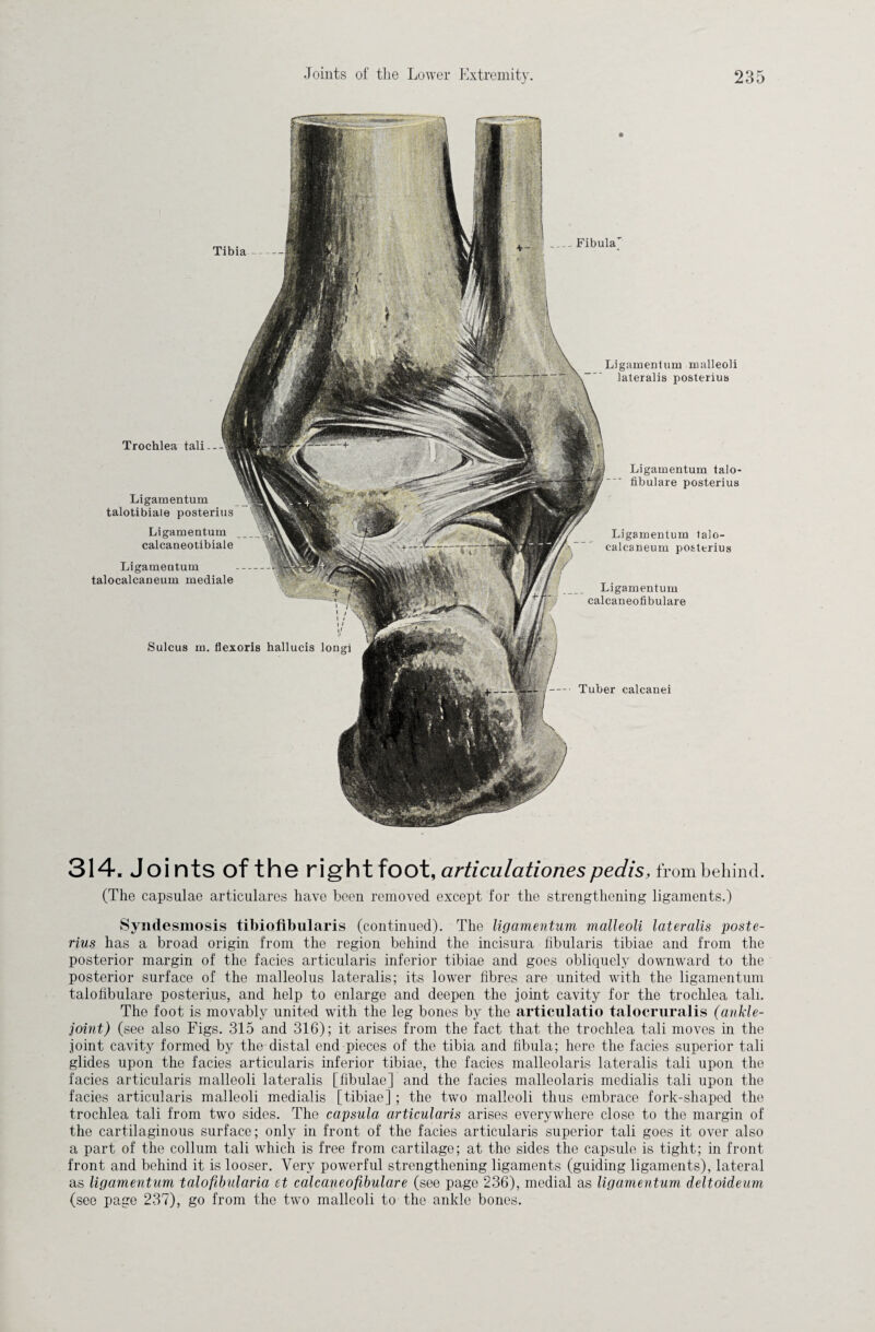 Ligamentum malleoli lateralis posterius Tibia - Fibula Ligamentum talo- libulare posterius Tuber calcanei Trochlea tali — > i I i \ I If Sulcus m. flexoris hallucis longi Ligamentum talo- calcaneum posterius Ligamentum calcaneofibulare Ligamentum talotibiale posterius Ligamentum calcaneotibiale Ligamentum talocalcaneum mediale 314. Joints of the rightfoot, articulationes pedis, from behind. (The capsulae articulares have been removed except for the strengthening ligaments.) Syndesmosis tibiofibularis (continued). The ligamentum malleoli lateralis poste¬ rius has a broad origin from the region behind the incisura fibularis tibiae and from the posterior margin of the facies articularis inferior tibiae and goes obliquely downward to the posterior surface of the malleolus lateralis; its lower fibres are united with the ligamentum talohbulare posterius, and help to enlarge and deepen the joint cavity for the trochlea tali. The foot is movably united with the leg bones by the articulatio talocruralis (ankle- joint) (see also Figs. 315 and 316); it arises from the fact that the trochlea tali moves in the joint cavity formed by the distal end pieces of the tibia and hbula; here the facies superior tali glides upon the facies articularis inferior tibiae, the facies malleolaris lateralis tali upon the facies articularis malleoli lateralis [fibulae] and the facies malleolaris medialis tali upon the facies articularis malleoli medialis [tibiae] ; the two malleoli thus embrace fork-shaped the trochlea tali from two sides. The capsula articularis arises everywdiere close to the margin of the cartilaginous surface; only in front of the facies articularis superior tali goes it over also a part of the collum tali which is free from cartilage; at the sides the capsule is tight; in front front and behind it is looser. Very powerful strengthening ligaments (guiding ligaments), lateral as ligamentum talofibularia et calcaneofibulare (see page 236), medial as ligamentum deltoideum (see page 237), go from the two malleoli to the ankle bones.