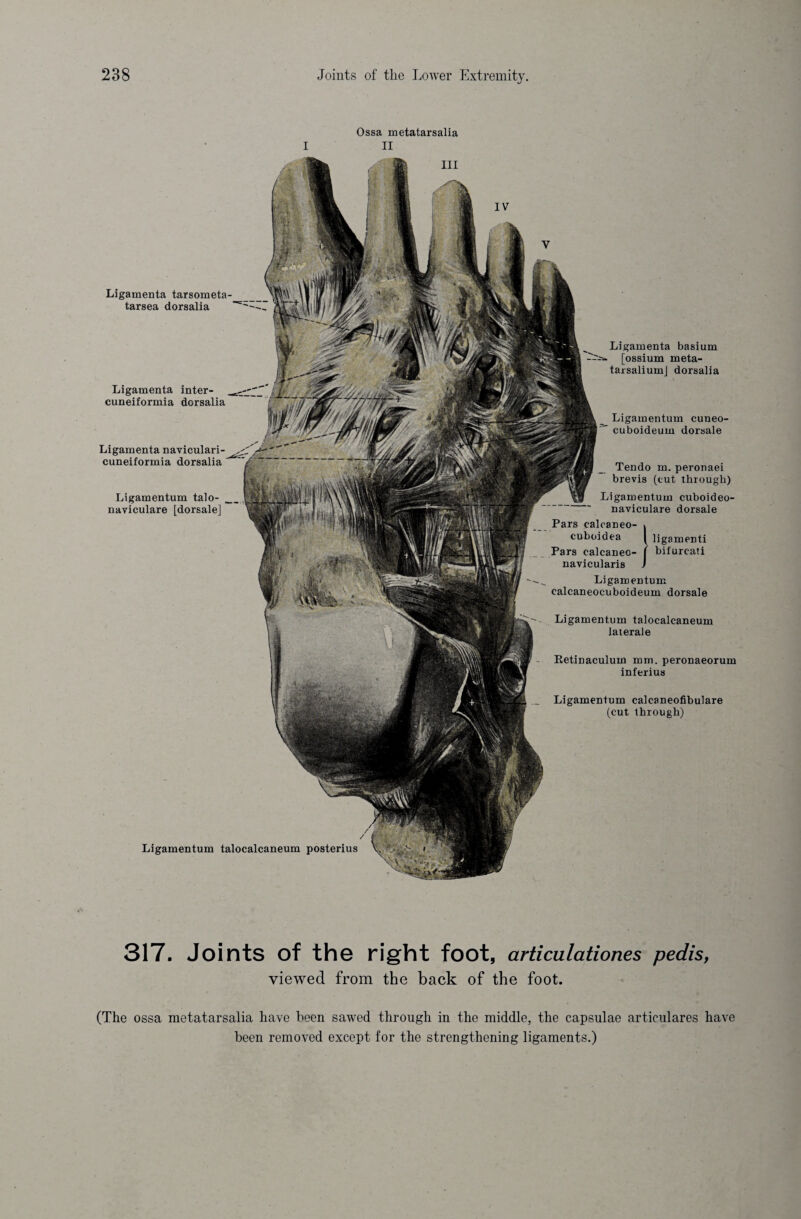 Ossa metatarsalia I II Ligamentum talocalcaneum posterius Ligamenta tarsometa- tarsea dorsalia Ligamenta basium [ossium meta- tarsaliumj dorsalia Ligamentum cuneo- euboideum dorsale Retinaculum mm. peronaeorum inferius Ligamentum calcaneofibulare (cut through) Ligamenta inter- cuneiformia dorsalia Ligamenta naviculari- cuneiformia dorsalia Ligamentum talo- naviculare [dorsale] Ligamentum talocalcaneum laterale Tendo m. peronaei brevis (cut through) Ligamentum cuboideo- naviculare dorsale Pars calcaneo- » cuboidea | ligamenti Pars calcaneo- ( bifurcati navicularis ) Ligamentum calcaneocuboideum dorsale 317. Joints of the right foot, articulationes pedis, viewed from the back of the foot. (The ossa metatarsalia have been sawed through in the middle, the capsulae articulares have been removed except for the strengthening ligaments.)