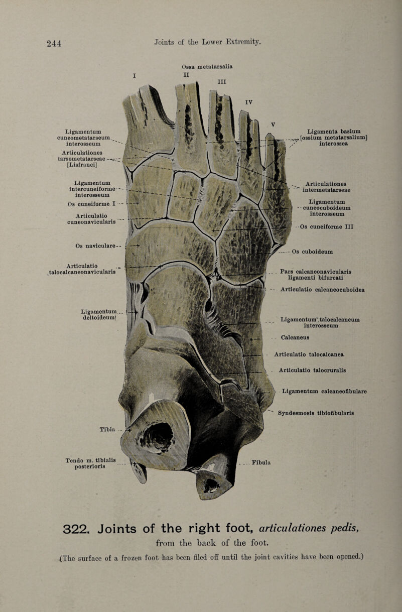 Ossa metatarsalia I II III Articulatio talocalcanea Articulatio talocruralis Syndesmosis tibiofibularis Ligamentum intercuneiforme - - - interosseum Os cuneiforme I - Articulatio cuneonavicularis Os naviculare-- Articulationes intermetatarseae & Ligamentum - - cuneocuboideum interosseum Os cuneiforme III — Os cuboideum Ligamentum calcaneofibulare Tibia V Ligamenta basium [ossium metatarsalium] interossea Articulatio talocalcaneonavicularis Ligamentum... deltoideumj Ligamentum' talocalcaneum interosseum Calcaneus Tendo m. tibialis posterioris , ... Fibula Ligamentum cuneometatarseum. interosseum Articulationes tarsometatarseae [Lisfranci] Pars calcaneonavicularis ligamenti bifurcati Articulatio calcaneocuboidea 322. Joints of the right foot, articulationes pedis, from the back of the foot. (The surface of a frozen foot has been filed off until the joint cavities have been opened.)