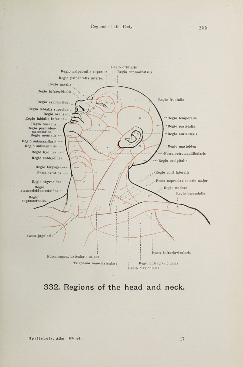/ / Fossa jugularis Regio palpebralis superior t Regio palpebralis inferior ! , 1 Regio nasalis \ Regio infraorbitalis Regio zygomatica „ Regio labialis superior Regio oralis---. Regio labialis inferior Regio buccalis Regio parotideo- masseterica Regio mentalis -- Regio submaxillaris - - Regio submentalis Regio hyoidea -- Regio subhyoidea Regio laryngea Fossa carotica Regio thyreoidea Regio sternocleidomastoidea Regio orbitalis Regio supraorbitalis Regio suprasternalis- Regio frontalis ■'Regio temporalis “Regio parietalis -Regio auricularis ~ Regio mastoidea --Fossa retromandibularis - Regio occipitalis •Regio colli lateralis Fossa supraclavicularis major Regio nuchae Regio acromialis Fossa supraclavicularis minor Fossa infraclavicularis Trigonum omoclaviculare Regio infraclavicularis Regio clavicularis 332. Regions of the head and neck. Spalteholz, Atlas. 6th ed. 17