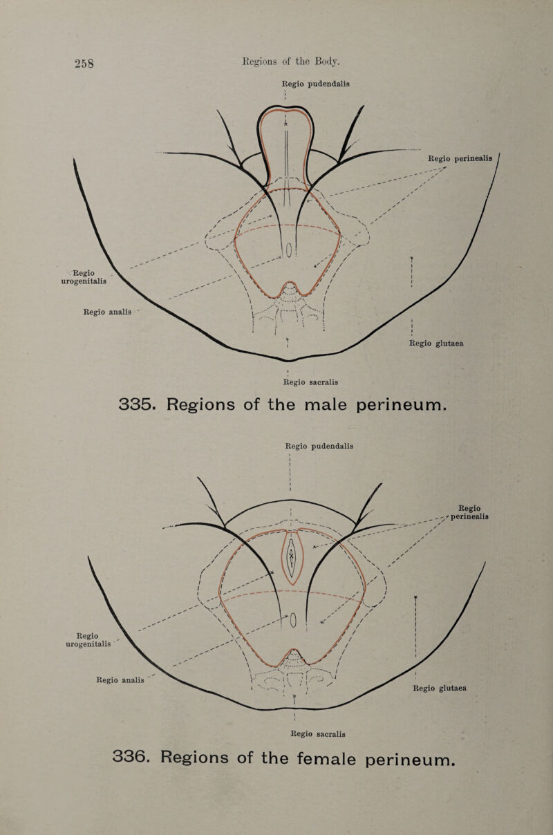 Eegio pudendalis > I Eegio pudendalis I I I I I 336 Regions of the female perineum.