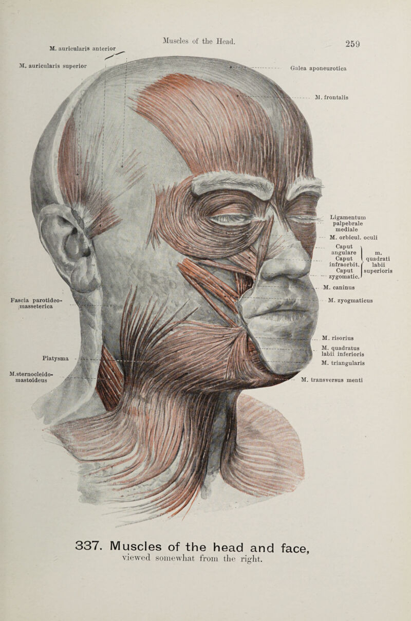 M. auricularis anterior M. auricularis superior Galea aponeurotica M. frontalis Ligamentum palpebrale mediale M. orbicul. oculi Caput \ angulare m. Caput ' quadrati infraorbit. ( labii Caput superioris zygomatic, t M. caninus M. zyogmaticus — M. risorius M. quadratus labii inferioris M. triangularis Fascia parotideo- .masseterica M. transversus menti Platysma M.sternocleido- mastoideus 337. Muscles of the head and face, viewed somewhat from the right.