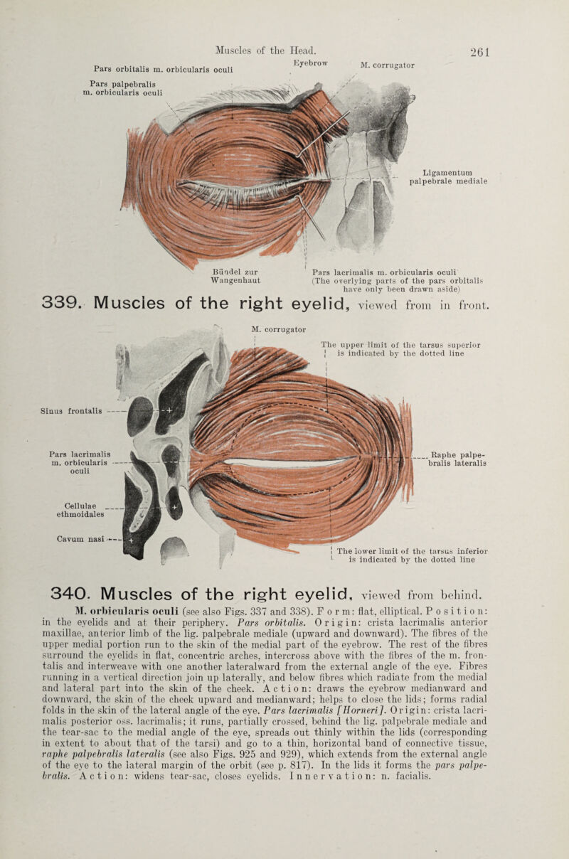 Pars orbitalis m. orbicularis oculi Pars palpebralis m. orbicularis oculi Eyebrow M. corrugator Ligamentum palpebrale mediale ,i » II Bündel zur Pars lacrimalis m. orbicularis oculi Wangenbaut (The overlying parts of the pars orbitalis have only been drawn aside) 339. Muscles of the right eyelid, viewed from in front. M. corrugator Sinus frontalis- Pars lacrimalis m. orbicularis — oculi Cellulae _ ethmoidales Cavum nasi -— The upper limit of the tarsus superior J is indicated by the dotted line i i i , Raphe palpe¬ bralis lateralis ! The lower limit of the tarsus inferior is indicated by the dotted line 340. Muscles of the right eyelid, viewed from behind. M. orbicularis oculi (see also Figs. 337 and 338). Form: flat, elliptical. Position: in the eyelids and at their periphery. Pars orbitalis. Origin: crista lacrimalis anterior maxillae, anterior limb of the lig. palpebrale mediale (upward and downward). The fibres of the upper medial portion run to the skin of the medial part of the eyebrow. The rest of the fibres surround the eyelids in flat, concentric arches, intercross above with the fibres of the m. fron¬ talis and interweave with one another lateralward from the external angle of the eye. Fibres running in a vertical direction join up laterally, and below fibres which radiate from the medial and lateral part into the skin of the cheek. Action: draws the eyebrow medianward and downward, the skin of the cheek upward and medianward; helps to close the lids; forms radial folds in the skin of the lateral angle of the eye. Pars lacrimalis [Horneri]. Origin: crista lacri¬ malis posterior oss. lacrimalis; it runs, partially crossed, behind the lig. palpebrale mediale and the tear-sac to the medial angle of the eye, spreads out thinly within the lids (corresponding in extent to about that of the tarsi) and go to a thin, horizontal band of connective tissue, raphe palpebralis lateralis (see also Figs. 925 and 929), which extends from the external angle of the eye to the lateral margin of the orbit (see p. 817). In the lids it forms the pars palpe¬ bralis. Action: widens tear-sac, closes eyelids. Innervation: n. facialis.