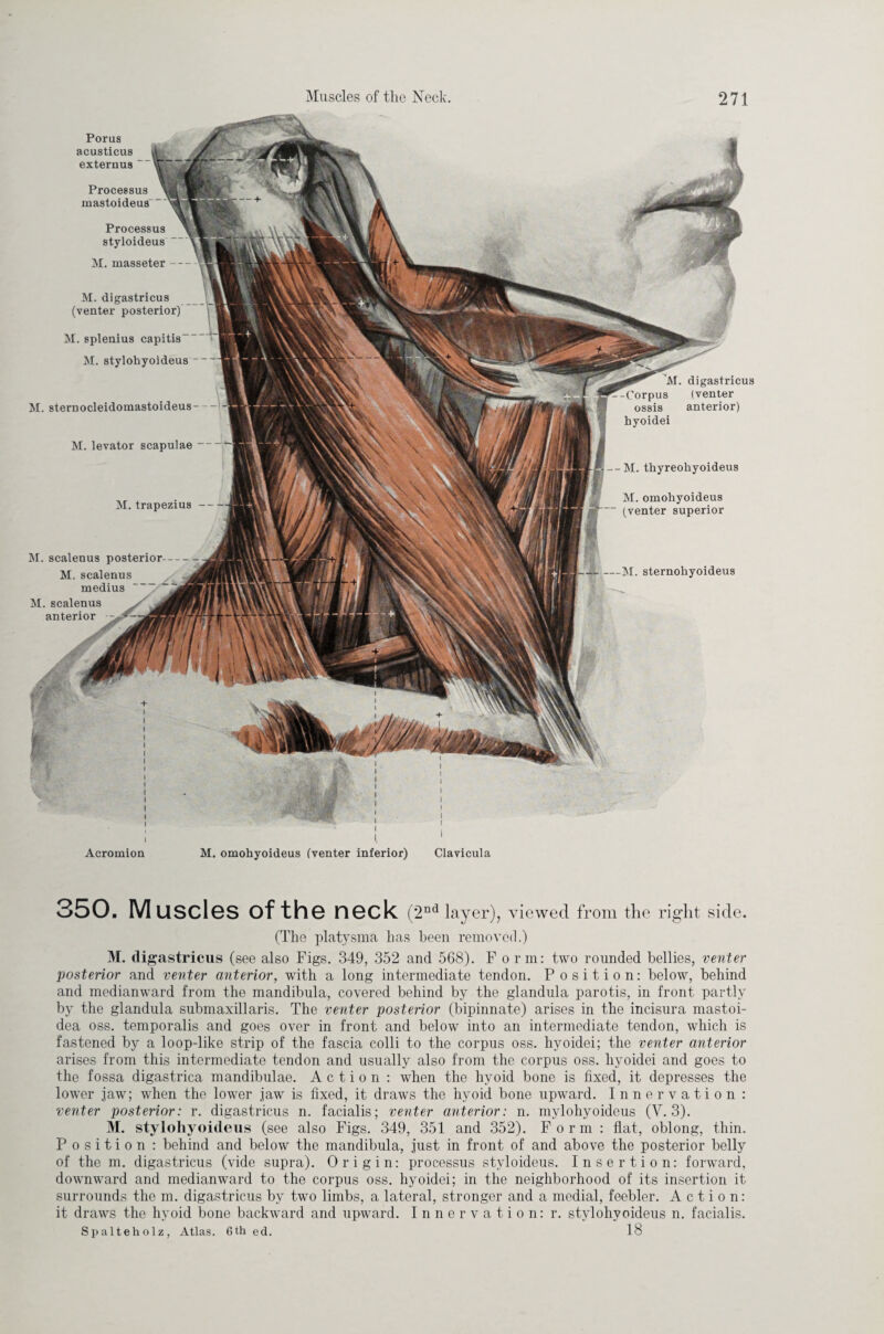 M. digastricus (venter posterior) M. splenius capitis- M. stylohyoideus M. sternocleidomastoideus M. levator scapulae M. trapezius M. scalenus posterior- M. scalenus medius M. scalenus anterior —M. sternohyoideus Porus acusticus externus Processus mastoideua~ Processus styloideus M. masseter- 'M. digastricus -Corpus (venter ossis anterior) hyoidei --M. thyreohyoideus M. omohyoideus (venter superior 1 I I I I I I Acromion M. omohyoideus (venter inferior) Clavicula 350. Muscles of the neck ( 2nd layer), viewed from the right side. (The platysma has been removed.) M. digastricus (see also Figs. 349, 352 and 568). Form: two rounded bellies, venter posterior and venter anterior, with a long intermediate tendon. Position: below, behind and medianward from the mandibula, covered behind by the glandula parotis, in front partly by the glandula submaxillaris. The venter posterior (bipinnate) arises in the incisura mastoi- dea oss. temporalis and goes over in front and below into an intermediate tendon, which is fastened by a loop-like strip of the fascia colli to the corpus oss. hyoidei; the venter anterior arises from this intermediate tendon and usually also from the corpus oss. hyoidei and goes to the fossa digastrica mandibulae. Action : when the hyoid bone is fixed, it depresses the lower jaw; when the lower jaw is fixed, it draws the hyoid bone upward. Innervation : venter posterior: r. digastricus n. facialis; venter anterior: n. mylohyoideus (V. 3). M. stylohyoideus (see also Figs. 349, 351 and 352). Form : flat, oblong, thin. Position : behind and below the mandibula, just in front of and above the posterior belly of the m. digastricus (vide supra). Origin: processus styloideus. Insertion: forward, downward and medianward to the corpus oss. hyoidei; in the neighborhood of its insertion it surrounds the m. digastricus by two limbs, a lateral, stronger and a medial, feebler. Action: it draws the hyoid bone backward and upward. Innervation: r. stylohyoideus n. facialis. Spalteholz, Atlas. 6th ed. 18