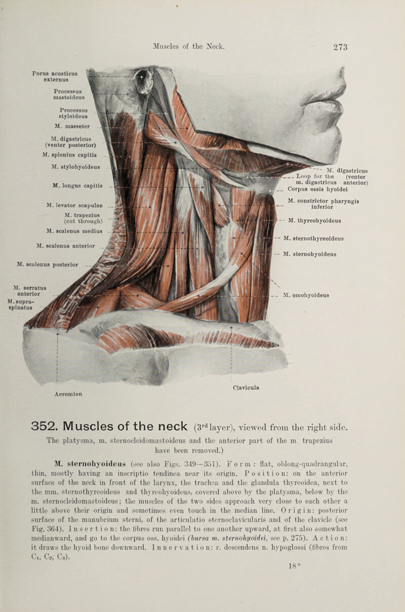 Porus acusticus extern us Processus mastoideus Processus styloideus M. masseter M. digastricus (venter posterior) M. splenius capitis M. stylohyoideus M. longus capitis M. levator scapulae M. trapezius (cut through) M. scalenus medius M. scalenus anterior M. scalenus posterior M. serratus anterior M. supra- spinatus -- M. sternothyreoideus — M. sternohyoideus digastricus __ Loop for the (venter m. digastricus anterior) Corpus ossis hyoidei M M. constrictor pharyngis inferior -- M. thyreohyoideus M. omohyoideus •V Clavicula Acromion 352. Muscles of the neck (3rd layer), viewed from the right side. The platysma, m. sternocleidomastoideus and the anterior part of the m. trapezius have been removed.) M. sternohyoideus (see also Figs. 349—351). Form: flat, oblong-quadrangular, thin, mostly having an inscriptio tendinea near its origin. Position: on the anterior surface of the neck in front of the larynx, the trachea and the glandula thyreoidea, next to the mm. sternothyreoideus and thyreohyoideus, covered above by the platysma, below by the m. sternocleidomastoideus; the muscles of the two sides approach very close to each other a little above their origin and sometimes even touch in the median line. Origin: posterior surface of the manubrium sterni, of the articulatio sternoclavicularis and of the clavicle (see Fig. 364). Insertion: the fibres run parallel to one another upward, at first also somewhat medianward, and go to the corpus oss. hyoidei (bursa m. sternohyoidei, see p. 275). Action: it draws the hyoid bone downward. Innervation: r. descendens n. hypoglossi (fibres from Ci, C2, C3). 18*