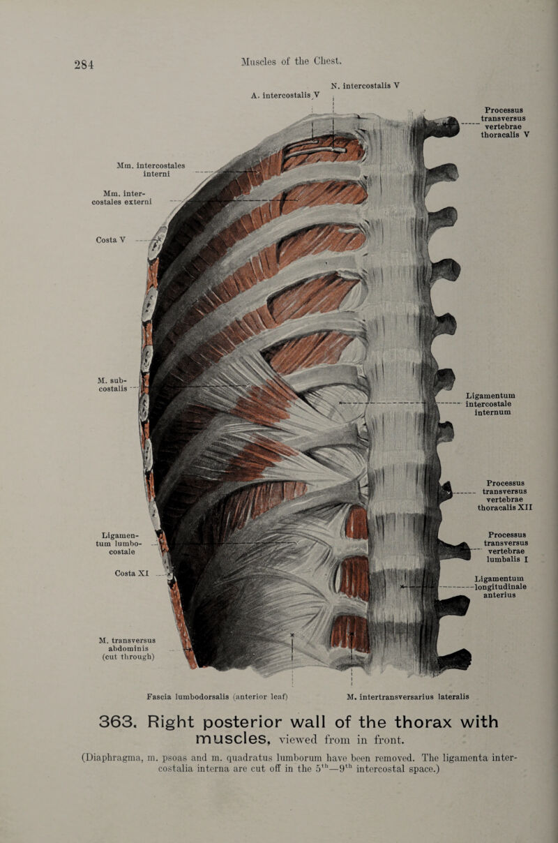 N. intercostalis Y A. intercostalis V j i Mm. intercostales interni Mm. inter¬ costales extern! Costa Y M. sub- costalis ‘ Ligamentum intercostale internum Processus transversus vertebrae thoracalis V Processus - transversus vertebrae thoracalis XII Ligamen¬ tum lumbo- - costale Costa XI Processus transversus vertebrae lumbalis I Ligamentum longitudinale anterius M. transversus abdominis (cut through) i Fascia lumbodorsalis (anterior leaf) M. intertransversarius lateralis 363. Right posterior wall of the thorax with muscles, viewed from in front. (Diaphragma, m. psoas and m. quadratus lumborum have been removed. The ligamenta inter- costalia interna are cut off in the 5th—9th intercostal space.)