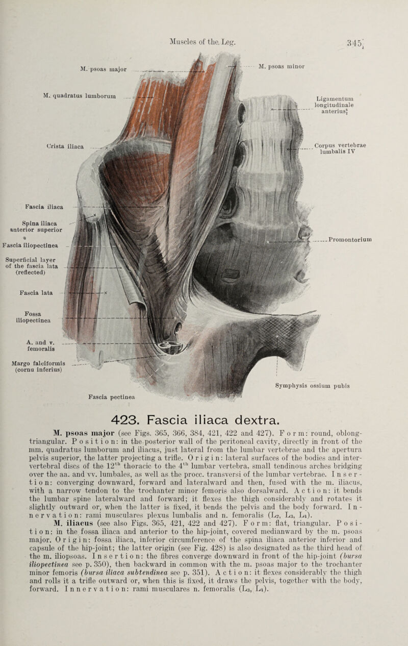 M. quadratus lumborum Crista iliaca Ligamentum longitudinale anterius? Corpus vertebrae lumbalis IV Fascia iliaca Superficial layer of the fascia lata (reflected) Fascia lata M. psoas major Spina iliaca anterior superior Fascia iliopectinea ..Promontorium Fossa iliopectinea A. and v. femoralis Symphysis ossium pubis Fascia pectinea M. psoas minor Margo falciformis (cornu inferius) 423. Fascia iliaca dextra. M. psoas major (see Figs. 365, 366, 384, 421, 422 and 427), For m: round, oblong- triangular. Position: in the posterior wall of the peritoneal cavity, directly in front of the nun. quadratus lumborum and iliacus, just lateral from the lumbar vertebrae and the apertura pelvis superior, the latter projecting a trifle. Origin: lateral surfaces of the bodies and inter¬ vertebral discs of the 12th thoracic to the 4th lumbar vertebra, small tendinous arches bridging over the aa. and vv. lumbales, as well as the procc. transversi of the lumbar vertebrae. Inser¬ tion: converging downward, forward and lateralward and then, fused with the m. iliacus, with a narrow tendon to the trochanter minor femoris also dorsalward. Action: it bends the lumbar spine lateralward and forward; it flexes the thigh considerably and rotates it slightly outward or, when the latter is fixed, it bends the pelvis and the body forward. In¬ nervation: rami musculares plexus lumbalis and n. femoralis (L2, L3, L4). M. iliacus (see also Figs. 365, 421, 422 and 427). Form: flat, triangular. Posi¬ tion: in the fossa iliaca and anterior to the hip-joint, covered medianward by the m. psoas major. Origin: fossa iliaca, inferior circumference of the spina iliaca anterior inferior and capsule of the hip-joint; the latter origin (see Fig. 428) is also designated as the third head of the m. iliopsoas. Insertion: the fibres converge downward in front of the hip-joint (bursa iliopectinea see p. 350), then backward in common with the m. psoas major to the trochanter minor femoris (bursa iliaca subtendinea see p. 351). Action: it flexes considerably the thigh and rolls it a trifle outward or, when this is fixed, it draws the pelvis, together with the body, forward. Innervation: rami musculares n. femoralis (L3, L4).