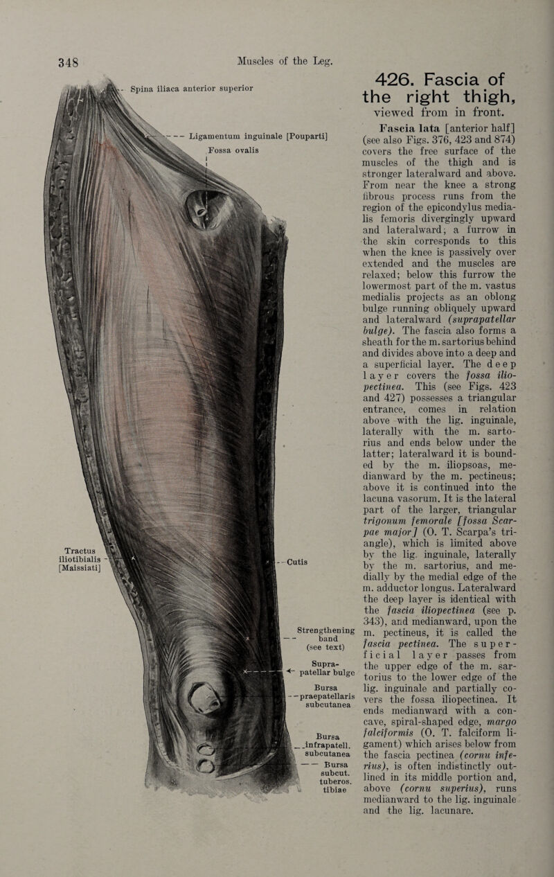 Spina iliaca anterior superior Ligamentum inguinale [Pouparti] Fossa ovalis Tractus iliotibialis [Maissiati] Cutis Strengthening band (see text) Supra¬ patellar bulge Bursa praepatellaris subcutanea Bursa .infrapatell. subcutanea — Bursa sub cut. tuberos. tibiae 426. Fascia of the right thigh, viewed from in front. Fascia lata [anterior half] (see also Figs. 376, 423 and 874) covers the free surface of the muscles of the thigh and is stronger lateralward and above. From near the knee a strong iibrous process runs from the region of the epicondylus media- lis femoris divergingly upward and lateralward; a furrow in the skin corresponds to this when the knee is passively over extended and the muscles are relaxed; below this furrow the lowermost part of the m. vastus medialis projects as an oblong bulge running obliquely upward and lateralward (suprapatellar bulge). The fascia also forms a sheath for the m.sartorius behind and divides above into a deep and a superficial layer. The deep layer covers the fossa ilio¬ pectinea. This (see Figs. 423 and 427) possesses a triangular entrance, comes in relation above with the lig. inguinale, laterally with the m. sarto- rius and ends below under the latter; lateralward it is bound¬ ed by the m. iliopsoas, me- dianward by the m. pectineus; above it is continued into the lacuna vasorum. It is the lateral part of the larger, triangular trigonum femorale [fossa Scar- pae major] (0. T. Scarpa’s tri¬ angle), which is limited above by the lig, inguinale, laterally by the m. sartorius, and me¬ dially by the medial edge of the m. adductor longus. Lateralward the deep layer is identical with the fascia iliopectinea (see p. 343), and medianward, upon the m. pectineus, it is called the fascia pectinea. The super¬ ficial layer passes from the upper edge of the m. sar¬ torius to the lower edge of the lig. inguinale and partially co¬ vers the fossa iliopectinea. It ends medianward with a con¬ cave, spiral-shaped edge, margo falciformis (0. T. falciform li¬ gament) which arises below from the fascia pectinea (cornu infe- rius), is often indistinctly out¬ lined in its middle portion and, above (cornu superius), runs medianward to the lig. inguinale and the lig. lacunare.