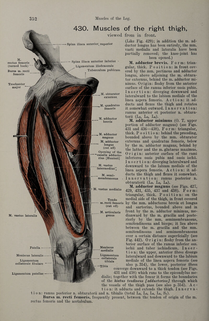 430. Muscles of the right thigh. M. rectus femoris (turned back) Bursa m. recti femoris Trochanter major viewed from in front. --Spina iliaca anterior/superior :%f | — Spina iliaca anterior inferioi - Ligamentum iliofemorale Tuberculum pubicum T I M. vastus lateralis (Like Fig. 429); in addition the m. ad¬ ductor longus has been entirely, the mm. vasti medialis and lateralis have been partially removed; the knee-joint has been opened.) M. adductor brevis. Form: trian¬ gular, thick. Position: in front cov¬ ered by the mm. pectineus and adductor longus, above adjoining the m. obtura¬ tor externus, behind the m. adductor mi¬ nimus. Origin: fleshy from the anterior surface of the ramus inferior ossis pubis. Insertion: diverging downward and lateralward to the labium mediale of the linea aspera femoris. Action: it ad¬ ducts and flexes the thigh and rotates it somewhat outward. Innervation: ramus anterior et posterior n. obtura- torii (Lo, L3, L4). M. adductor minimus (0. T. upper portion of adductor magnus) (see Figs. 431 and 436—438). Form: triangular, thick. Position: behind the preceding, bounded above by the mm. obturator externus and quadratus femoris, below by the m. adductor magnus, behind by the latter and the m. glutaeus maximus. Origin: anterior surface of the rami inferiores ossis pubis and ossis ischii. Insertion: diverging lateralward and downward to the labium mediale of the linea aspera femoris. Action: it ad¬ ducts the thigh and flexes it somewhat. Innervation: ramus posterior n. obturatorii (Lo, L3, L4). M. adductor magnus (see Figs. 427, 429, 431, 435, 437 and 438). Form: triangular, thick. Position: on the Tendo medial side of the thigh, in front covered - m. recti femoris by the mm. adductores brevis et longus (cut off) and sartorius, bounded above and in front by the m. adductor minimus, me- dianward by the m. gracilis and poste¬ riorly by the mm. semimembranosus, semitendinosus and biceps; it lies above between the m. gracilis and the mm. semitendinosus and semimembranosus over a certain distance superficially (see Fig. 442). Origin: fleshy from the an¬ terior surface of the ramus inferior oss. ischii and tuber ischiadicum. Inser¬ tion: the upper, anterior fibres diverge lateralward and downward to the labium mediale of the linea aspera femoris (see also p. 354), the lower, posterior fibres converge downward to a thick tendon (see Figs. 431 and 438) which runs to the epicondylus me¬ dialis; together with the femur it forms the boundaries of the hiatus tendineus [adductorius] through which the vessels of the thigh pass (see also p.354). Ac¬ tion: it adducts and extends the thigh. Innerva¬ tion: ramus posterior n. obturatorii and n. tibialis (total L2, L3, L4, L5, Si). Bursa m. recti femoris, frequently present, between the tendon of origin of the m. rectus femoris and the acetabulum. Patella- Meniscus lateralis- Ligamentum collaterale fibulare- Ligamentum patellae- M. obturator externus M. quadratus femoris M. adductor brevis M. adductor magnus M. adductor longus (cut off) Opening of the “canalis adducto¬ rius [Hunteri] M. vastus intermediusV M. semi¬ membranosus M. vastus medialis M. articularis genus Meniscus medialis Ligamentum — collaterale tibiale —•Tibia