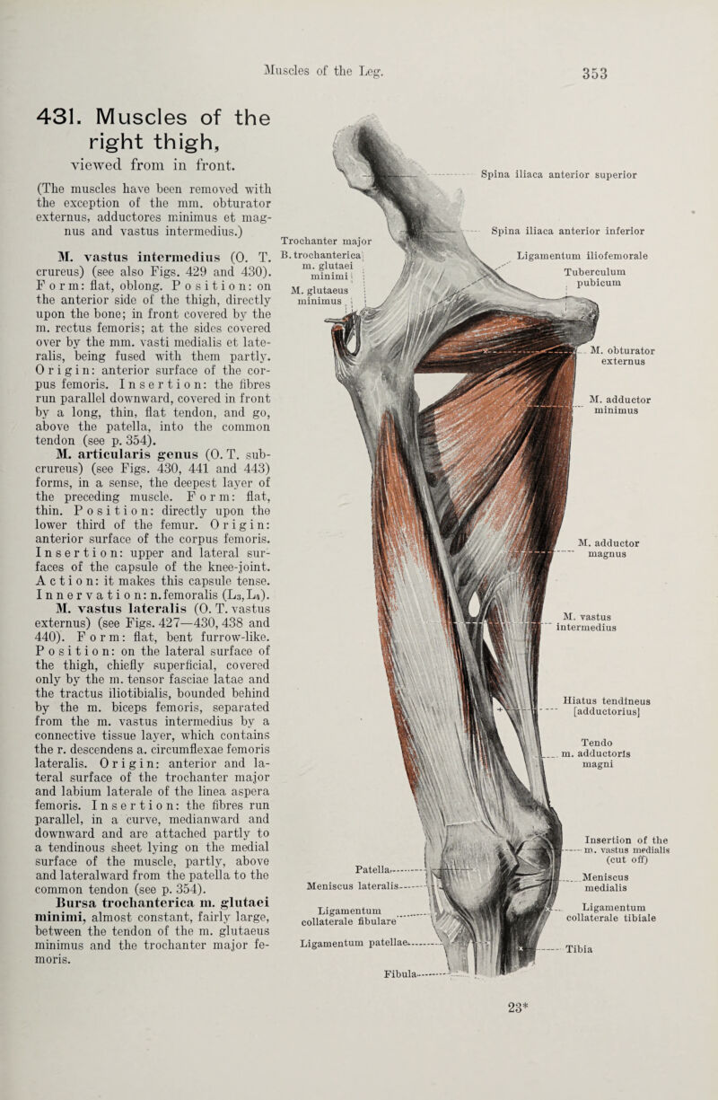 431. Muscles of the right thigh, viewed from in front. (The muscles have been removed with the exception of the mm. obturator externus, adductores minimus et mag- nus and vastus intermedius.) M. vastus intermedius (0. T. crureus) (see also Figs. 429 and 430). Form: flat, oblong. Position: on the anterior side of the thigh, directly upon the bone; in front covered by the m. rectus femoris; at the sides covered over by the mm. vasti medialis et late¬ ralis, being fused with them partly. Origin: anterior surface of the cor¬ pus femoris. Insertion: the fibres run parallel downward, covered in front by a long, thin, flat tendon, and go, above the patella, into the common tendon (see p. 354). M. articularis genus (0. T. sub- crureus) (see Figs. 430, 441 and 443) forms, in a sense, the deepest layer of the preceding muscle. For m: flat, thin. Position: directly upon the lower third of the femur. Origin: anterior surface of the corpus femoris. Insertion: upper and lateral sur¬ faces of the capsule of the knee-joint. Action: it makes this capsule tense. Innervation: n. femoralis (L3, L4). M. vastus lateralis (0. T. vastus externus) (see Figs. 427—430, 438 and 440). Form: flat, bent furrow-like. Position: on the lateral surface of the thigh, chiefly superficial, covered only by the m. tensor fasciae latae and the tractus iliotibialis, bounded behind by the m. biceps femoris, separated from the m. vastus intermedius by a connective tissue layer, which contains the r. descendens a. circumflexae femoris lateralis. Origin: anterior and la¬ teral surface of the trochanter major and labium laterale of the linea aspera femoris. Insertion: the fibres run parallel, in a curve, medianward and downward and are attached partly to a tendinous sheet lying on the medial surface of the muscle, partly, above and lateralward from the patella to the common tendon (see p. 354). Bursa trochanterica m. glutaei minimi, almost constant, fairly large, between the tendon of the m. glutaeus minimus and the trochanter major fe¬ moris. Spina iliaca anterior superior - M. obturator externus M. adductor minimus M. adductor magnus M. vastus intermedius Trochanter major B. trochanterica; m. glutaei minimi | i M. glutaeus minimus Hiatus tendlneus [adductorius] Tendo m. adductorls magni Spina iliaca anterior inferior Ligamentum iliofemorale Tuberculum pubicum Patellar.—t Meniscus lateralis-* Ligamentum . collateral fibulare ' Ligamentum patellae*.—— Fibula. -Tibia Insertion of the -m. vastus medialis (cut off) Meniscus medialis Ligamentum collateral tibiale 23*