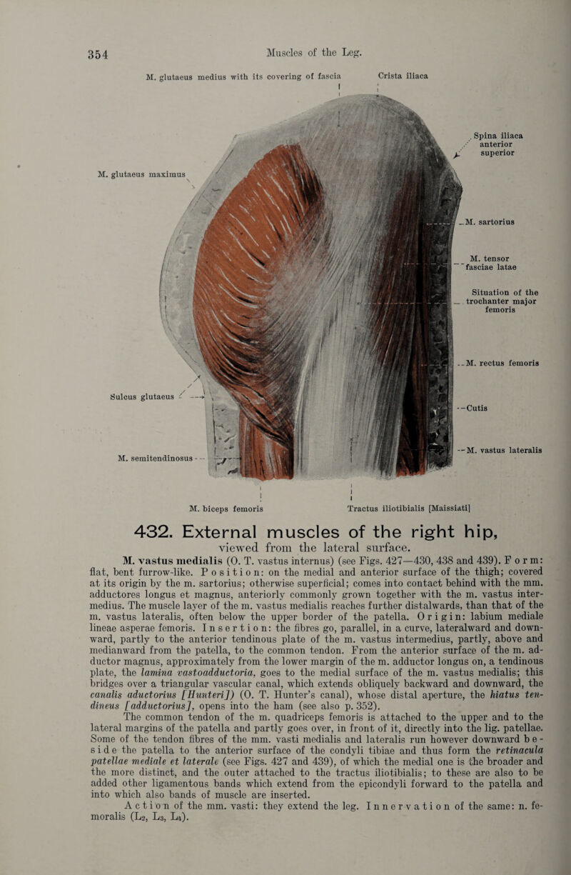 M. glutaeus medius with its covering of fascia Crista iliaca I i . Spina iliaca anterior superior M. sartorius M. tensor fasciae latae Situation of the trochanter major fern oris --M. rectus femoris --Cutis --M. vastus lateralis M. glutaeus maximus Sulcus glutaeus - —> \ M. semitendinosus - — i i M. biceps femoris Tractus iliotibialis [Maissiati] 432. External muscles of the right hip, viewed from the lateral surface. M. vastus medialis (0. T. vastus internus) (see Figs. 427—430, 438 and 439). Form: flat, bent furrow-like. Position: on the medial and anterior surface of the thigh; covered at its origin by the m. sartorius; otherwise superficial; comes into contact behind with the mm. adductores longus et magnus, anteriorly commonly grown together with the m. vastus inter- medius. The muscle layer of the m. vastus medialis reaches further distalwards, than that of the m. vastus lateralis, often below the upper border of the patella. Origin: labium mediale lineae asperae femoris. Insertion: the fibres go, parallel, in a curve, lateralward and down¬ ward, partly to the anterior tendinous plate of the m. vastus intermedius, partly, above and medianward from the patella, to the common tendon. From the anterior surface of the m. ad¬ ductor magnus, approximately from the lower margin of the m. adductor longus on, a tendinous plate, the lamina vastoadductoria, goes to the medial surface of the m. vastus medialis; this bridges over a triangular vascular canal, which extends obliquely backward and downward, the canalis aductorius [Hunteri]) (0. T. Hunter’s canal), whose distal aperture, the hiatus ten- dineus [ adduct onus ], opens into the ham (see also p.352). The common tendon of the m. quadriceps femoris is attached to the upper and to the lateral margins of the patella and partly goes over, in front of it, directly into the lig. patellae. Some of the tendon fibres of the mm. vasti medialis and lateralis run however downward be¬ side the patella to the anterior surface of the condyli tibiae and thus form the retinacula patellae mediale et laterale (see Figs. 427 and 439), of which the medial one is Ihe broader and the more distinct, and the outer attached to the tractus iliotibialis; to these are also to be added other ligamentous bands which extend from the epicondyli forward to the patella and into which also bands of muscle are inserted. Action of the mm. vasti: they extend the leg. Innervation of the same: n. fe¬ moralis (L2, L3, L4).