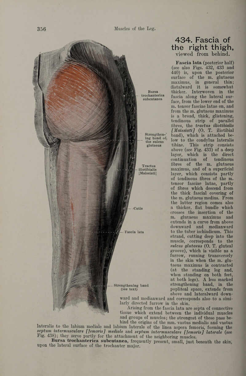 ' - ; K v/ Bursa trochanterica subcutanea ing band ofs the sulcus glutaeus Tractus iliotibialis [Maissiati] Fascia lata (posterior half) (see also Figs. 432, 433 and 440) is, upon the posterior surface of the m. glutaeus maximus, in general thin; distalward it is somewhat thicker. Interwoven in the fascia along the lateral sur¬ face, from the lower end of the m. tensor fasciae latae on, and from the m. glutaeus maximus is a broad, thick, glistening, tendinous strip of parallel fibres, the tractus iliotibialis [Maissiati] (0. T. iliotibial strengthen- band), which is attached be¬ low to the condylus lateralis tibiae. This strip consists above (see Fig. 433) of a deep layer, which is the direct continuation of tendinous fibres of the m. glutaeus maximus, and of a superficial layer, which consists partly of tendinous fibres of the m. tensor fasciae latae, partly of fibres which descend from the thick fascial covering of the m. glutaeus medius. From the latter region comes also a thicker, flat bundle which crosses the insertion of the m. glutaeus maximus and extends in a curve from above downward and medianward to the tuber ischiadicum. This strand, cutting deep into the muscle, corresponds to the sulcus glutaeus (0. T. gluteal groove), which is visible as a furrow, running transversely in the skin when the m. glu¬ taeus maximus is contracted (at the standing leg and, when standing on both feet, at both legs). A less marked strengthening band, in the popliteal space, extends from above and lateralward down¬ ward and medianward and corresponds also to a simi¬ larly directed furrow in the skin. Arising from the fascia lata are septa of connective tissue which extend between the individual muscles and groups of muscles; the strongest of these pass be¬ hind the origins of the mm. vastus medialis and vastus lateralis to the labium mediale and labium laterale of the linea aspera femoris, forming the septum intermuscular e [femoris] mediale and septum inter muscular e [femoris] laterale (see Fig. 438); they serve partly for the attachment of the neighboring muscles. Bursa trochanterica subcutanea, frequently present, small, just beneath the skin, upon the lateral surface of the trochanter major. — -Cutis Fascia lata Strengthening band (see text) 434. Fascia of the right thigh, viewed from behind.