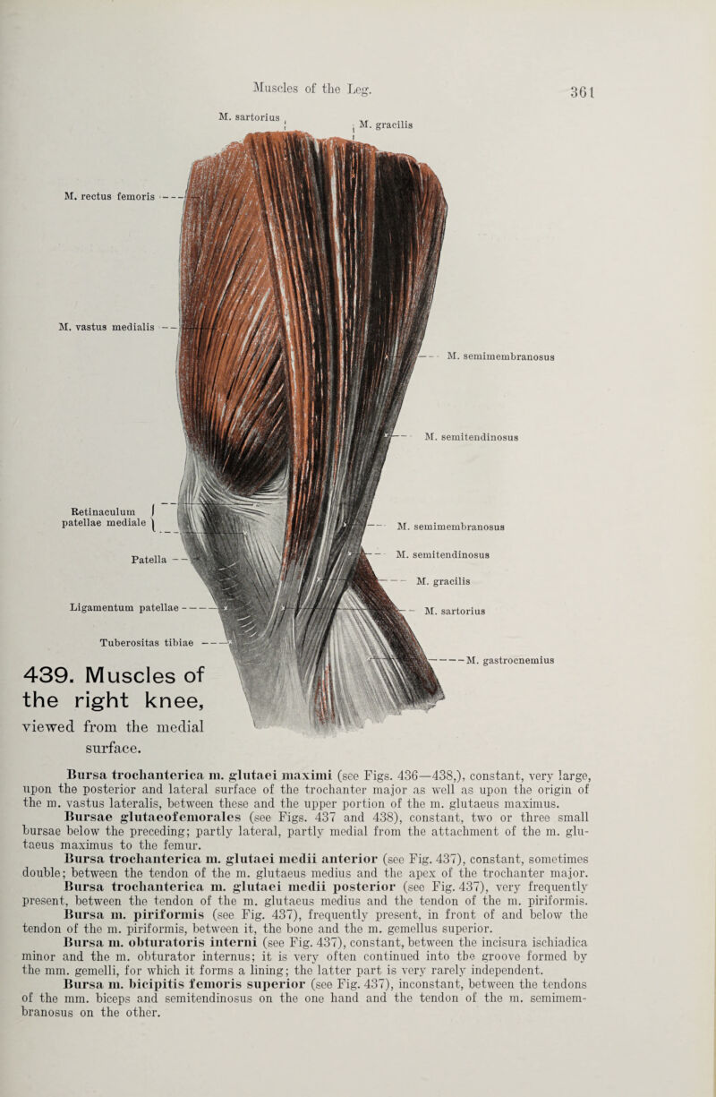 j M. gracilis 439. Muscles of the right knee, viewed from the medial - - M. semimembranosus M. semitendinosus M. semimembranosus M. semitendinosus M. gracilis M. sartorius M. sartorius ( M, rectus femoris M. vastus medialis Ligamentum patellae- Tuberositas tibiae — -M. gastrocnemius Patella- Retinaculum patellae mediale surface. Bursa troclianterica m. glutaei maximi (see Figs. 436—438,), constant, very large, upon the posterior and lateral surface of the trochanter major as well as upon the origin of the m. vastus lateralis, between these and the upper portion of the m. glutaeus maximus. Bursae glutaeofemorales (see Figs. 437 and 438), constant, two or three small bursae below the preceding; partly lateral, partly medial from the attachment of the m. glu¬ taeus maximus to the femur. Bursa troclianterica m. glutaei medii anterior (see Fig. 437), constant, sometimes double; between the tendon of the m. glutaeus medius and the apex of the trochanter major. Bursa troclianterica m. glutaei medii posterior (see Fig. 437), very frequently present, between the tendon of the m. glutaeus medius and the tendon of the m. piriformis. Bursa m. piriformis (see Fig. 437), frequently present, in front of and below the tendon of the m. piriformis, between it, the bone and the m. gemellus superior. Bursa m. obturatoris interni (see Fig. 437), constant, between the incisura ischiadica minor and the m. obturator internus; it is very often continued into the groove formed by the mm. gemelli, for which it forms a lining; the latter part is very rarely independent. Bursa m. bicipitis femoris superior (see Fig. 437), inconstant, between the tendons of the mm. biceps and semitendinosus on the one hand and the tendon of the m. semimem¬ branosus on the other.