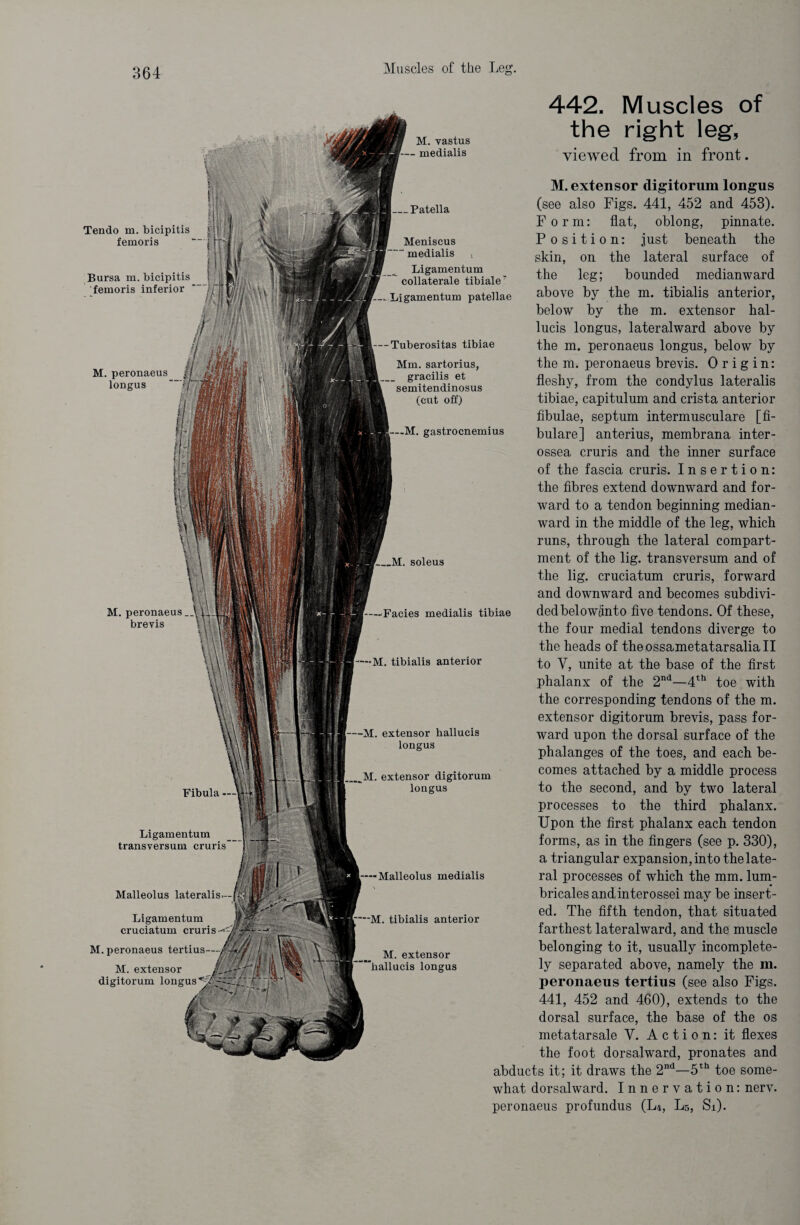 Tendo m. bicipitis femoris Bursa m. bicipitis femoris inferior M. vastus medialis 442. Muscles of the right leg, viewed from in front. -Patella Meniscus medialis Ligamentum collaterale tibiale Ligamentum patellae Tuberositas tibiae Mm. sartorius, gracilis et semitendinosus (cut off) gastrocnemius soleus —'Facies medialis tibiae —M. tibialis anterior M. extensor hallucis longus M. extensor digitorum longus — Malleolus medialis --M. tibialis anterior M. extensor ’hallucis longus M. extensor digitorum longus (see also Figs. 441, 452 and 453). Form: flat, oblong, pinnate. Position: just beneath the skin, on the lateral surface of the leg; bounded medianward above by the m. tibialis anterior, below by the m. extensor hal¬ lucis longus, lateralward above by the m. peronaeus longus, below by the m. peronaeus brevis. Origin: fleshy, from the condylus lateralis tibiae, capitulum and crista anterior fibulae, septum intermusculare [fi- bulare] anterius, membrana inter- ossea cruris and the inner surface of the fascia cruris. Insertion: the fibres extend downward and for¬ ward to a tendon beginning median- ward in the middle of the leg, which runs, through the lateral compart¬ ment of the lig. transversum and of the lig. cruciatum cruris, forward and downward and becomes subdivi¬ ded belowänto five tendons. Of these, the four medial tendons diverge to the heads of theossametatarsaliall to V, unite at the base of the first phalanx of the 2nd—4th toe with the corresponding tendons of the m. extensor digitorum brevis, pass for¬ ward upon the dorsal surface of the phalanges of the toes, and each be¬ comes attached by a middle process to the second, and by two lateral processes to the third phalanx. Upon the first phalanx each tendon forms, as in the fingers (see p. 330), a triangular expansion, into the late¬ ral processes of which the mm. lum- bricales ancfinterossei may be insert¬ ed. The fifth tendon, that situated farthest lateralward, and the muscle belonging to it, usually incomplete¬ ly separated above, namely the m. peronaeus tertius (see also Figs. 441, 452 and 460), extends to the dorsal surface, the base of the os metatarsale Y. Action: it flexes the foot dorsalward, pronates and abducts it; it draws the 2nd—5th toe some¬ what dorsalward. Innervation: nerv. peronaeus profundus (L4, L5, Si). M. peronaeus longus M. peronaeus brevis Fibula Ligamentum transversum cruris Malleolus lateralis- Ligamentum cruciatum cruris M. peronaeus tertius M. extensor digitorum longus