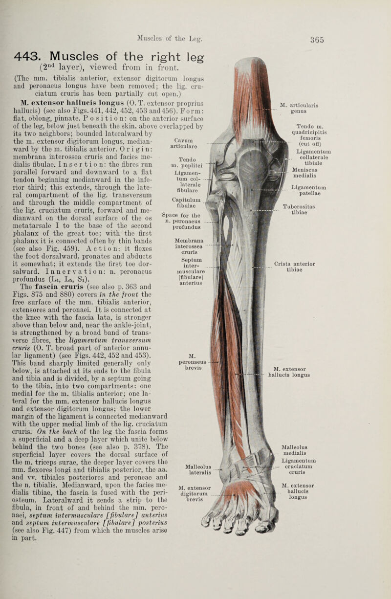 Cavum articulare Tendo m. poplitei Ligamen¬ tum col¬ laterals fibulare Capitulum fibulae Space for the n. peronaeus profundus Membrana interossea cruris Septum inter- musculare [fibulare] anterius 443. Muscles of the right leg (2nd layer), viewed from in front. (The mm. tibialis anterior, extensor digitorum longus and peronaeus longus have been removed; the lig. cru- ciatum cruris has been partially cut open.) M. extensor liallucis longus (0. T. extensor proprius hallucis) (see also Figs. 441, 442, 452, 453 and 456). Form: flat, oblong, pinnate. Position: on the anterior surface of the leg, below just beneath the skin, above overlapped by its two neighbors; bounded lateralward by the m. extensor digitorum longus, median- ward by the m. tibialis anterior. Origin: membrana interossea cruris and facies me- dialis fibulae. Insertion: the fibres run parallel forward and downward to a flat tendon beginning medianward in the infe¬ rior third; this extends, through the late¬ ral compartment of the lig. transversum and through the middle compartment of the lig. cruciatum cruris, forward and me¬ dianward on the dorsal surface of the os metatarsale I to the base of the second phalanx of the great toe; with the first phalanx it is connected often by thin bands (see also Fig. 459). Action: it flexes the foot dorsalward, pronates and abducts it somewhat; it extends the first toe dor¬ salward. Innervation: n. peronaeus profundus (L4, Ls, Si). The fascia cruris (see also p. 363 and Figs. 875 and 880) covers in the front the free surface of the mm. tibialis anterior, extensores and peronaei. It is connected at the knee with the fascia lata, is stronger above than below and, near the ankle-joint, is strengthened by a broad band of trans¬ verse fibres, the ligamentum transversum cruris (0. T. broad part of anterior annu¬ lar ligament) (see Figs. 442, 452 and 453). This band sharply limited generally only below, is attached at its ends to the fibula and tibia and is divided, by a septum going to the tibia, into two compartments: one medial for the m. tibialis anterior; one la¬ teral for the mm. extensor hallucis longus and extensor digitorum longus; the lower margin of the ligament is connected medianward with the upper medial limb of the lig. cruciatum cruris. On the hack of the leg the fascia forms a superficial and a deep layer which unite below behind the two bones (see also p. 378). The superficial layer covers the dorsal surface of the m. triceps surae, the deeper layer covers the mm. flexores longi and tibialis posterior, the aa. and vv. tibiales posteriores and peroneae and the n. tibialis. Medianward, upon the facies me- dialis tibiae, the fascia is fused with the peri¬ osteum. Lateralward it sends a strip to the fibula, in front of and behind the mm. pero¬ naei, septum inter mu scul are [fibulare] anterius and septum inter muscular e [fibulare] posterius (see also Fig. 447) from which the muscles arise in part. M. peronaeus brevis Malleolus lateralis M. extensor digitorum brevis M. articularis genus Tendo m. quadricipitis femoris (cut off) Ligamentum collaterale tibiale Meniscus medialis Ligamentum patellae Tuberositas tibiae Crista anterior tibiae M. extensor hallucis longus Malleolus medialis Ligamentum cruciatum cruris M. extensor hallucis longus