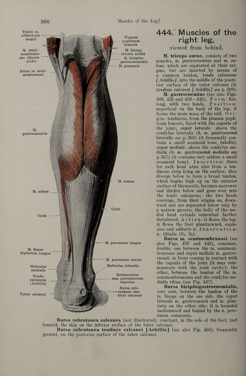 444/ Muscles of the right leg, viewed from behind. M. semi¬ membrano¬ sus (drawn aside) Bursa m. semi inembranosi M. gastrocnemius M. soleus M. flexor digitorum longus Malleolus medialis Tendo calcaneus_ [Achillis] Tuber calcanei ~~ M. soleus M. biceps (dß1 cip tm- M. triceps surae, consists of two gastrocnemialis muscles, Wl. QttStr OCnemiuS and m* SO~ m. plantaris leus, which are separated at their ori¬ gins, but are inserted by means of a common tendon, tendo calcaneus [Achillis], into the middle of the poste¬ rior surface of the tuber calcanei (b. tendinis calcanei [Achillis] see p. 369). M. gastrocnemius (see also Figs. 309, 435 and 439—442). Form: flat, long, with two heads. Position: superficial on the back of the leg; it forms the main mass of the calf. Ori¬ gin: tendinous, from the planum popli- teum femoris, fused with the capsule of the joint; caput laterale: above the condylus lateralis (b. m. gastrocnemii lateralis see p. 368) (it frequently con¬ tains a small sesamoid bone, fabella), caput mediale: above the condylus me¬ dialis (b. m. gastrocnemii medialis see p.367) (it contains very seldom a small sesamoid bone). Insertion: fibres for each head arise also from a ten¬ dinous strip lying on the surface; they diverge below to form a broad tendon, which begins high up on the anterior surface of the muscle, becomes narrower and thicker below and goes over into the tendo calcaneus; the two heads converge, from their origins on, down¬ ward and are separated below only by a narrow groove; the belly of the me¬ dial head extends somewhat farther distalward. Action: it flexes the leg; it flexes the foot plantarward, supin- ates and adducts it. Innervation: n. tibialis (Si, S2). Bursa m. semimembranosi (see also Figs. 438 and 445), constant, double; one between the m. semimem¬ branosus and caput mediale m. gastro¬ cnemii, in front coming in contact with the capsule of the joint (it may com¬ municate with the joint cavity); the other, between the tendon of the m. semimembranosus and the condylus me¬ dialis tibiae (see Fig. 447). Bursa bicipitogastrocnemialis, very rare, between the tendon of the m. biceps on the one side, the caput laterale m. gastrocnemii and m. plan¬ taris on the other side; it is bounded medianward and behind by the n. pero- naeus communis. Bursa subcutanea calcanea (not illustrated), constant, in the sole of the foot, just beneath the skin on the inferior surface of the tuber calcanei. Bursa subcutanea tendinis calcanei [Achillis] (see also Fig. 460), frequently present, on the posterior surface of the tuber calcanei. Cutis Cutis -- M. peronaeus longus M. peronaeus brevis Malleolus lateralis Retinaculum mm. peronaeorum superius Bursa sub- -cutanea ten¬ dinis calcanei Planum popliteum femoris Tendo m. adductoris magni