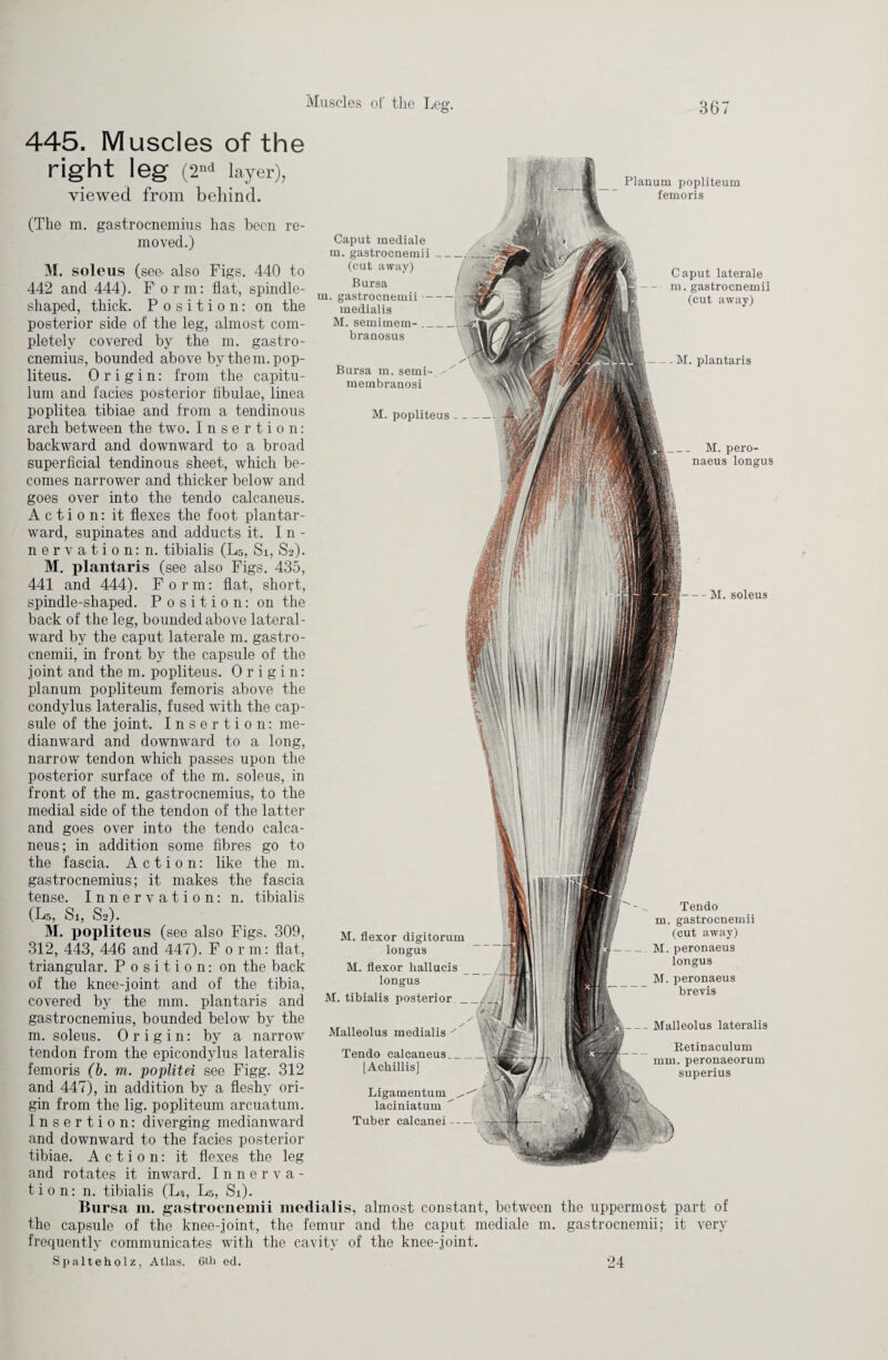 445. Muscles of the right leg (2nd layer), viewed from behind. (The ra. gastrocnemius has been re¬ moved.) Caput mediale m. gastrocnemii _ (cut away) Bursa m. gastrocnemii- medialis M. semimem-_ branosus Bursa m. semi-,/x membranosi M. popliteus M. soleus (see- also Figs. 440 to 442 and 444). F orm: flat, spindle- shaped, thick. Position: on the posterior side of the leg, almost com¬ pletely covered by the m. gastro¬ cnemius, bounded above by them, pop¬ liteus. Origin: from the capitu- lum and facies posterior fibulae, linea poplitea tibiae and from a tendinous arch between the two. Insertion: backward and downward to a broad superficial tendinous sheet, which be¬ comes narrower and thicker below and goes over into the tendo calcaneus. Action: it flexes the foot plantar- ward, supinates and adducts it. In¬ nervation: n. tibialis (L5, Si, S2). M. plantaris (see also Figs. 435, 441 and 444). Form: flat, short, spindle-shaped. Position: on the back of the leg, bounded above lateral- ward by the caput laterale m. gastro¬ cnemii, in front by the capsule of the joint and the m. popliteus. Origin: planum popliteum femoris above the condylus lateralis, fused with the cap¬ sule of the joint. Insertion: me- dianward and downward to a long, narrow tendon which passes upon the posterior surface of the m. soleus, in front of the m. gastrocnemius, to the medial side of the tendon of the latter and goes over into the tendo calca¬ neus; in addition some fibres go to the fascia. Action: like the m. gastrocnemius; it makes the fascia tense. Innervation: n. tibialis (L5, Si, S2). M. popliteus (see also Figs. 309, 312, 443, 446 and 447). Form: flat, triangular. Position: on the back of the knee-joint and of the tibia, covered by the mm. plantaris and gastrocnemius, bounded below by the m. soleus. Origin: by a narrow tendon from the epicondylus lateralis femoris (b. m. poplitei see Figg. 312 and 447), in addition by a fleshy ori¬ gin from the lig. popliteum arcuatum. Insertion: diverging medianward and downward to the facies posterior tibiae. Action: it flexes the leg and rotates it inward. Innerva¬ tion: n. tibialis (Li, L5, Si). Bursa m. gastrocnemii medialis, almost constant, between the capsule of the knee-joint, the femur and the caput mediale m. frequently communicates with the cavity of the knee-joint. Caput laterale m. gastrocnemii (cut away) - M. plantaris . M. pero- naeus longus M. soleus M. flexor digitorum longus M. flexor hallucis longus M. tibialis posterior _ Malleolus medialis Tendo calcaneus_ [Achillis] Ligamentum ^ laciniatum Tuber calcanei- Tendo m. gastrocnemii (cut away) M. peronaeus longus M. peronaeus brevis Malleolus lateralis Retinaculum mm. peronaeorum superius the uppermost part of gastrocnemii; it very Planum popliteum femoris Spalteholz, Atlas. 6tli ed. 24