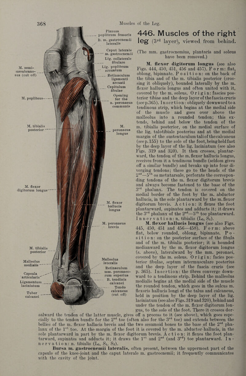 M. semi- membrano- . sus (cut off) M. popliteus— M. tibialis posterior  M. flexor digitorum longus M. tibialis posterior Malleolus medialis- Capsula articularis Ligamentum _ laciniatum Tuber _ calcanei Caput laterale ■ m. gastrocnemii Lig. collaterale fibulare Lig. popliteum arcuatum _Eetinaculum ligamenti arcuati Capitulum flbulae Opening for the n. peronaeus communis M. _ peronaeus longus (The mm. gastrocnemius, plantaris and soleus have been removed.) M. flexor digitorum longus (see also Figs. 444, 450, 451, 456 and 457). Form: flat, oblong, bipinnate. Position: on the back of the tibia and of the m. tibialis posterior (cros¬ sing it obliquely), bounded laterally by the m. flexor hallucis longus and often united with it, covered by the m. soleus. Origin: fascies pos¬ terior tibiae and the deep layer of the fascia cruris (seep.365). Insertion: obliquely downward to a tendinous strip, which begins at the medial side of the muscle and goes over above the malleolus into a rounded tendon; this ex¬ tends, behind and below the tendon of the m. tibialis posterior, on the medial surface of the lig. talotibiale posterius and at the medial margin of the sustentaculum tali of the calcaneus (seep. 155) to the sole of the foot,beingheldfast by the deep layer of the lig. laciniatum (see also Figs. 319 and 320). It then crosses, plantar- ward, the tendon of the m. flexor hallucis longus, receives from it a tendinous bundle (seldom gives off a similar bundle) and breaks up into four di¬ verging tendons; these go to the heads of the 2nd—5th os metatarsale, perforate the correspon¬ ding tendons of the m. flexor digitorum brevis and always become fastened to the base of the 3rd phalanx. The tendon is covered on the medial border of the foot by the m. abductor hallucis, in the sole plantarward by the m. flexor digitorum brevis. Action: it flexes the foot plantarward, supinates and adducts it; it draws the 3rd phalanx of the 2nd—5th toe plantarward. Innervation: n. tibialis (Ls, Si). M. flexor hallucis longus (see also Figs. 445, 450, 451 and 456—458). Form: above flat, below rounded, oblong, bipinnate. Po¬ sition: on the posterior surface of the fibula and of the m. tibialis posterior; it is bounded medianward by the m. flexor digitorum longus (s. above), lateralward by the mm. peronaei, covered by the m. soleus. Origin: facies pos¬ terior fibulae, septum intermusculare posterius and the deep layer of the fascia cruris (see p. 365). Insertion: the fibres converge down¬ ward to a tendinous strip. Behind the malleolus medialis begins at the medial side of the muscle the rounded tendon, which goes in the sulcus m. flexoris hallucis longi of the talus and calcaneus, held in position by the deep layer of the lig. laciniatum (see also Figs. 319 and 320),behind and under the tendon of the m. flexor digitorum lon¬ gus, to the sole of the foot. There it crosses dor- salward the tendon of the latter muscle, gives off a process to it (see above), which goes espe¬ cially to the tendon bundle for the 2nd toe (often also for the 3rd toe) and extends between the bellies of the m. flexor hallucis brevis and the two sesamoid bones to the base of the 2nd pha¬ lanx of the 1st toe. At the margin of the foot it is covered by the m. abductor hallucis, in the sole plantarward in part by the m. flexor digitorum brevis. Action: it flexes the foot plan- tarward, supinates and adducts it; it draws the 1st and 2nd (and 3rd) toe plantarward. In¬ nervation: n. tibialis (Ls, Si, S2). Bursa m. gastrocnemii lateralis, often present, between the uppermost part of the capsule of the knee-joint and the caput laterale m. gastrocnemii; it frequently communicates with the cavity of the joint. M. flexor hallucis longus M. peronaeus brevis Malleolus lateralis Eetinaculum mm. peronaeo- rum superius B. tendinis calcanei Tendo calcaneus (cut off) Planum popliteum femoris B. m. gastrocnemii lateralis 446. Muscles of the right leg (3rd layer), viewed from behind.