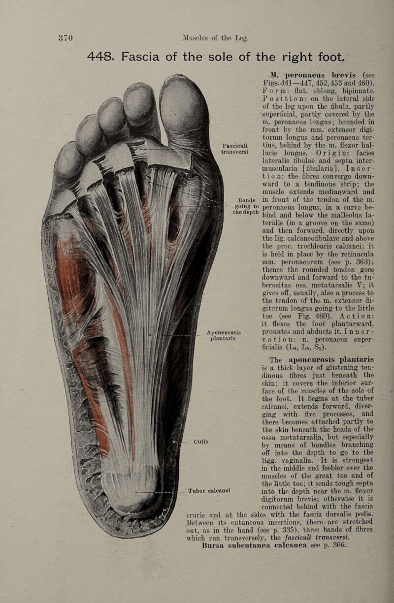 448. Fascia of the sole of the right foot. Fasciculi transversi Bands Aponeurosis plantaris M. peronaeus brevis (see Figs.441—447, 452,453 and 460). Form: flat, oblong, bipinnate. Position: on the lateral side of the leg upon the fibula, partly superficial, partly covered by the m. peronaeus longus; bounded in front by the mm. extensor digi- torum longus and peronaeus ter- tius, behind by the m. flexor hal- lucis longus. Origin: facies lateralis fibulae and septa inter- muscularia [fibularia]. Inser¬ tion: the fibres converge down¬ ward to a tendinous strip; the muscle extends medianward and in front of the tendon of the m. going to peronaeus longus, in a curve be- the depth j^n(j an(j beiow the malleolus la¬ teralis (in a groove on the same) and then forward, directly upon the lig. calcaneofibulare and above the proc. trochlearis calcanei; it is held in place by the retinacula mm. peronaeorum (see p. 363); thence the rounded tendon goes downward and forward to the tu: berositas oss. metatarsalis V; it gives off, usually, also a process to the tendon of the m. extensor di- gitorum longus going to the little toe (see Fig. 460). Action: it flexes the foot plantarward, pronates and abducts it. Inner¬ vation: n. peronaeus super¬ ficialis (L4, L5, Si). - Cutis The aponeurosis plantaris is a thick layer of glistening ten¬ dinous fibres just beneath the skin; it covers the inferior sur¬ face of the muscles of ihe sole of the foot. It begins at the tuber calcanei, extends forward, diver¬ ging with five processes, and there becomes attached partly to the skin beneath the heads of the ossa metatarsalia, but especially by means of bundles branching off into the depth to go to the ligg. vaginalia. It is strongest in the middle and feebler over the muscles of the great toe and of the little toe; it sends tough septa into the depth near the m. flexor digitorum brevis; otherwise it is connected behind with the fascia cruris and at the sides with the fascia dorsalis pedis. Between its cutaneous insertions, there are stretched out, as in the hand (see p. 335), three bands of fibres which run transversely, the fasciculi transversi. Bursa subcutanea calcanea see p. 366. _ Tuber calcanei