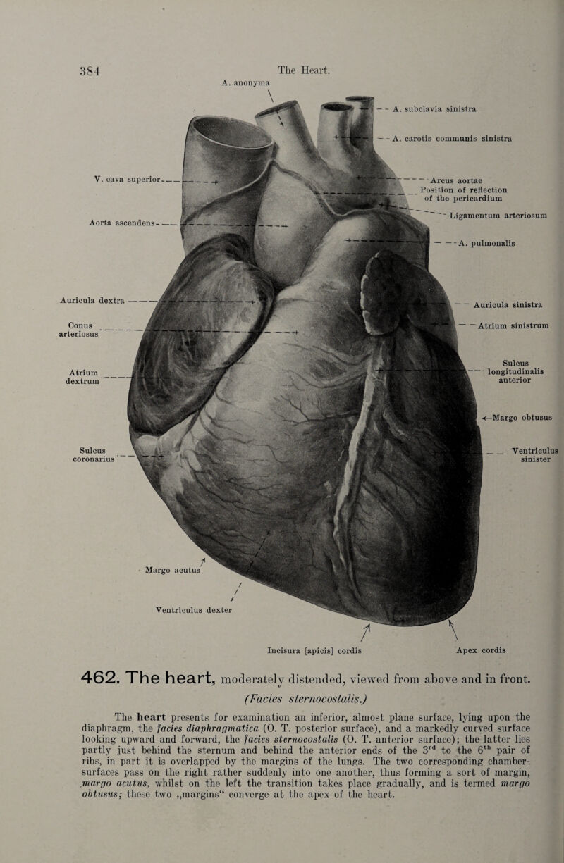 Margo obtusus Sulcus coronarius Margo acutus Ventriculus dexter Atrium dextrum Sulcus longitudinalis anterior Ventriculus sinister V. cava superior —' Arcus aortae Position of reflection of the pericardium Aorta ascendens- Ligamentum arteriosum A. pulmonalis Auricula dextra Conus arteriosus Auricula sinistra Atrium sinistrum A. anonyma \ — A. subclavia sinistra — A. carotis communis sinistra Incisura [apicis] cordis Apex cordis 462. The heart, moderately distended, viewed from above and in front. (Facies sternocostal is.) The heart presents for examination an inferior, almost plane surface, lying upon the diaphragm, the facies diaphragmatica (0. T. posterior surface), and a markedly curved surface looking upward and forward, the facies sternocostalis (0. T. anterior surface); the latter lies partly just behind the sternum and behind the anterior ends of the 3rd to the 6th pair of ribs, in part it is overlapped by the margins of the lungs. The two corresponding chamber- surfaces pass on the right rather suddenly into one another, thus forming a sort of margin, margo acutus, whilst on the left the transition takes place gradually, and is termed margo obtusus; these two „margins“ converge at the apex of the heart.