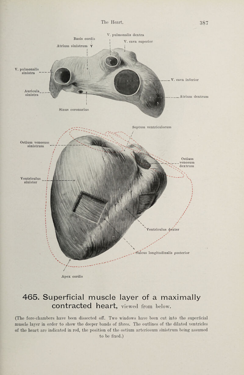 V. pulmonalis sinistra Auricula sinistra V. pulmonalis dextra Basis cordis I Atrium sinistrum Y Y. cava superior Sinus coronarius Y. cava inferior _Atrium dextrum Ostium venosum sinistrum Ventriculus sinister Septum ventriculorum Ventriculus tjexter 'Sulcus longitudinalis posterior Ostium _venosum 'C'v dextrum Apex cordis 465. Superficial muscle layer of a maximally contracted heart, viewed from below. (The fore-chambers have been dissected off. Two windows have been cut into the superficial muscle layer in order to show the deeper bands of fibres. The outlines of the dilated ventricles of the heart are indicated in red, the position of the ostium arteriosum sinistrum being assumed to be fixed.)