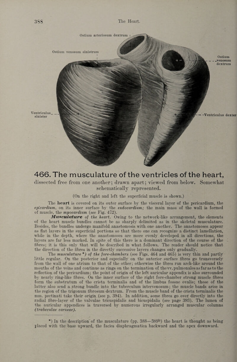 Ostium arteriosum dextrum i Ostium venosum sinistrum l Ventriculus sinister Ostium _ .venosum dextrum -Ventriculus dexter 466. The musculature of the ventricles of the heart, dissected free from one another; drawn apart; viewed from below. Somewhat schematically represented. (On the right and left the superficial muscle is shown.) The heart is covered on its outer surface by the visceral layer of the pericardium, the epicardium. on its inner surface by the endocardium; the main mass of the wall is formed of muscle, the myocardium (see Fig. 472). Musculature of the heart. Owing to the network-like arrangement, the elements of the heart muscle bundles cannot be as sharply delimited as in the skeletal musculature. Besides, the bundles undergo manifold anastomosis with one another. The anastomoses appear as flat layers in the superficial portions so that there one can recognize a distinct lamellation, while in the depth, where the anastomoses are more evenly developed in all directions, the layers are far less marked. In spite of this there is a dominant direction of the course of the fibres; it is this only that will be described in what follows. The reader should notice that the direction of the fibres in the directly successive layers changes only gradually. The musculature *) of the fore-chambers (see Figs. 464 and 465) is very thin and partly little regular. On the posterior and especially on the anterior surface fibres go transversely from the wall of one atrium to that of the other; otherwise the fibres run arch-like around the mouths of the veins and continue as rings on the termination of the w. pulmonales as far as to the reflection of the pericardium; the point of origin of the left auricular appendix is also surrounded by nearly ring-like fibres. On the inner surface of the right fore-chamber strong muscle fibres form the substratum of the crista terminalis and of the limbus fossae ovalis; those of the latter also send a strong bundle into the tuberculum intervenosum; the muscle bands arise in the region of the trigonum fibrosum dextrum. From the muscle band of the crista terminalis the mm. pectinati take their origin (see p. 394). In addition, some fibres go over directly into the radial fibre-layer of the valvulae tricuspidalis and bicuspidalis (see page 393). The lumen of the auricular appendices is traversed by numerous irregularly arranged muscular columns (trabeculae carneae). *) In the description of the musculature (pp. 388—389b) the heart is thought as being placed with the base upward, the facies diaphragmatica backward and the apex downward.