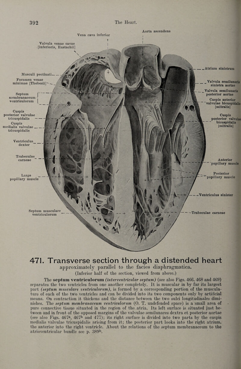 Vena cava inferior Aorta ascendens f I Ventriculus dexter -Ventriculus sinister Trabeculae carneae Anterior papillary muscle Large papillary muscle Posterior papillary muscle Septum musculare ventriculorum --Trabeculae carneae Valvula venae cavae [inferioris, Eustachii] x \ Cuspis posterior valvulae tricuspidalis Cuspis medialis valvulae __ tricuspidalis Atrium sinistrum _ Valvula semilunaris sinistra aortae Valvula semilunaris posterior aortae Cuspis anterior 'valvulae bicuspidalis [mitralis] Cuspis posterior valvulae bicuspidalis | mitralis] Musculi pectinati- Foramen venae minimae [Thebesii]'- Septum membranaceum ventriculorum 471. Transverse section through a distended heart approximately parallel to the facies diaphragmatica. (Inferior half of the section, viewed from above.) The septum ventriculorum (interventricular septum) (see also Figs. 466, 468 and 469) separates the two ventricles from one another completely. It is muscular in by far its largest part (septum musculare ventriculorum), is formed by a corresponding portion of the muscula¬ ture of each of the two ventricles and can be divided into its two components only by artificial means. On contraction it thickens and the distance between the two sulci longitudinales dimi¬ nishes. The septum membranaceum ventriculorum (0. T. undefended space) is a small area of pure connective tissue situated in the region of the atria. Its left surface is situated just be¬ tween and in front of the opposed margins of the valvulae semilunares dextra et posterior aortae (see also Figs. 467a, 467b and 477); its right surface is divided into two parts by the cuspis medialis valvulae tricuspidalis arising from it; the posterior part looks into the right atrium, the anterior into the right ventricle. About the relations of the septum membranaceum to the atrioventricular bundle see p. 389b.