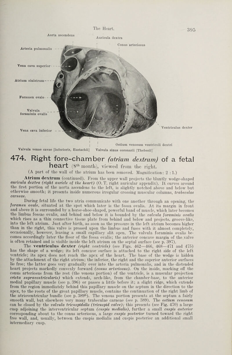 Aorta ascendens Auricula dextra Atrium sinistrum-- Foramen ovale- - Yalvula foraminis ovalis Vena cava inferior- Arteria pulmonalis — Vena cava superior- Conus arteriosus Ventriculus dexter Ostium venosum ventriculi dextri Valvula venae cavae [inferioris, Eustackii] Valvula sinus coronarii [Thebesii] 474. Right fore-chamber (atrium dextrum) of a fetal heart (8th month), viewed from the right. (A part of the wall of the atrium has been removed. Magnification: 2:1.) Atrium dextrum (continued). From the upper wall projects the bluntly wedge-shaped auricula dextra (right auricle of the heart) (0. T. right auricular appendix). It curves around the first portion of the aorta ascendens to the left, is slightly notched above and below but otherwise smooth; it presents inside numerous irregular crossing muscular columns, trabeculae carneae. During fetal life the two atria communicate with one another through an opening, the foramen ovale, situated at the spot which later is the fossa ovalis. At its margin in front and above it is surrounded by a horse-shoe-shaped, powerful band of muscle, which later becomes the limbus fossae ovalis, and behind and below it is bounded by the valvula foraminis ovalis which rises as a thin connective tissue plate from behind and below and projects, groove-like, into the left atrium. Just after birth, as soon as the pressure in the left atrium becomes higher than in the right, this valve is pressed upon the limbus and fuses with it almost completely, occasionally, however, leaving a small capillary slit open. The valvula foraminis ovalis be¬ comes accordingly later the floor of the fossa ovalis; the anterior concave margin of the.valve is often retained and is visible inside the left atrium on the septal surface (see p. 397). The ventriculus dexter (right ventricle) (see Figs. 462—466, 468—471 and 475) has the shape of a wedge; its left concave surface is attached to the right side of the left ventricle; its apex does not reach the apex of the heart. The base of the wedge is hidden by the attachment of the right atrium; the inferior, the right and the superior anterior surfaces lie free; the latter goes very gradually over into the arteria pulmonalis, and in the distended heart projects markedly convexly forward (conus arteriosus). On the inside, marking off the conus arteriosus from the rest (the venous portion) of the ventricle, is a muscular projection crista supraventricularis) which extends, arch-like, from the chamber-base, to the anterior medial papillary muscle (see p. 396) or passes a little before it; a slight ridge, which extends from the region immediately behind this papillary muscle on the septum in the direction to the apex, to the roots of the great papillary muscle, contains the continuation of the right limb of the atrioventricular bundle (see p. 389b). The venous portion presents at the septum a fairly smooth wall, but elsewhere very many trabeculae carneae (see p. 389). The ostium venosum can be closed by the valvula tricuspidalis (tricuspid valve); this presents (see Fig. 470) a large cusp adjoining the interventricular septum (cuspis medialis), further a small cuspis anterior corresponding about to the conus arteriosus, a large cuspis posterior turned toward the right free wall, and, usually, between the cuspis medialis and cuspis posterior an additional small intermediary cusp.