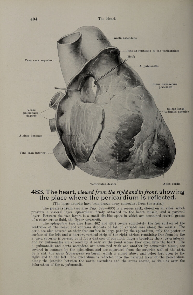 Vena cava superior - Venae pulmonales dextrae Atrium dextrum- Vena cava inferior _ _ _ . Aorta ascendens _Site of reflection of the pericardium Hook A. pulmonalis Sinus transversus pericardii Sulcus longi- tudinalis anterior Ventriculus dexter Apex cordis 483. The heart, viewed from the right and in front, showing the place where the pericardium is reflected. (The large arteries have been drawn away somewhat from the atria.) The pericardium (see also Figs. 678—683) is a serous sack, closed on all sides, which presents a visceral layer, epicardium, firmly attached to the heart muscle, and a parietal layer. Between the two layers is a small slit-like space in which are contained several grams of a clear serous fluid, the liquor pericardii. The epicardium (see also Figs. 462 and 463) covers completely the free surface of the ventricles of the heart and contains deposits of fat of variable size along the vessels. The atria are also covered on their free surface in large part by the epicardium, only the posterior surface of the left and a narrow, vertical strip of the right atrium remaining free from it; the v. cava superior is covered by it for a distance of one little finger’s breadth; the v. cava inferior and vv. pulmonales are covered by it only at the point where they open into the heart. The a. pulmonalis and aorta ascendens are connected with one another by connective tissue, are covered in common by the epicardium and are separated from the anterior wall of the atria by a slit, the sinus transversus pericardii, which is closed above and below but open to the right and to the left. The epicardium is reflected into the parietal layer of the pericardium along the junction between the aorta ascendens and the arcus aortae, as well as over the bifurcation of the a. pulmonalis.