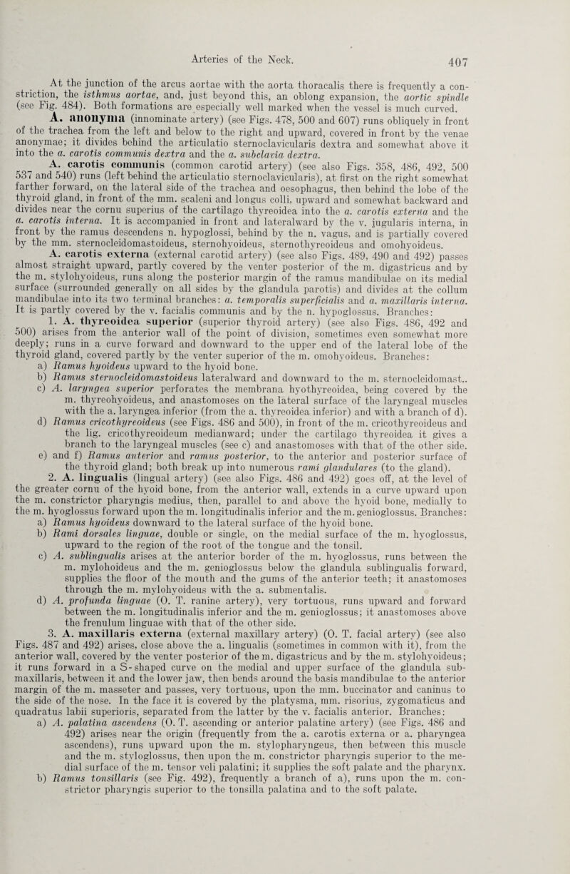 At the junction of the arcus aortae with the aorta thoracalis there is frequently a con¬ striction, the isthmus aortae, and, just beyond this, an oblong expansion, the aortic spindle (see Fig. 484). Both formations are especially well marked when the vessel is much curved. A. anonyma (innominate artery) (see Figs. 478, 500 and 607) runs obliquely in front of the trachea from the left and below to the right and upward, covered in front by the venae anonymae; it divides behind the articulatio sternoclavicularis dextra and somewhat above it into the a. carotis communis dextra and the a. subclavia dextra. A. carotis communis (common carotid artery) (see also Figs. 358, 486, 492, 500 531 and 540) runs (left behind the articulatio sternoclavicularis), at first on the right somewhat farther forward, on the lateral side of the trachea and oesophagus, then behind the lobe of the thyroid gland, in front of the mm. scaleni and longus colli, upward and somewhat backward and divides near the cornu superius of the cartilago thyreoidea into the a. carotis externa and the a. carotis interna. It is accompanied in front and lateralward by the v. jugularis interna, in front by the ramus descendens n. hypoglossi, behind by the n. vagus, and is partially covered by the mm. sternocleidomastoideus, sternohyoideus, sternothyreoideus and omohyoideus. A. carotis externa (external carotid artery) (see also Figs. 489, 490 and 492) passes almost straight upward, partly covered by the venter posterior of the m. digastricus and by the m. stylohyoideus, runs along the posterior margin of the ramus mandibulae on its medial surface (surrounded generally on all sides by the glandula parotis) and divides at the collum mandibulae into its two terminal branches: a. temporalis superficialis and a. maxillaris interna. It is partly covered by the v. facialis communis and by the n. hvpoglossus. Branches: 1. A. thyreoidea superior (superior thyroid artery) (see also Figs. 486, 492 and 500) arises from the anterior wall of the point of division, sometimes even somewhat more deeply; runs in a curve forward and downward to the upper end of the lateral lobe of the thyroid gland, covered partly by the venter superior of the m. omohyoideus. Branches: a) Ramus hyoideus upward to the hyoid bone. b) Ramus sternocleidomastoideus lateralward and downward to the m. sternocleidomast.. c) A. laryngea superior perforates the membrana hyothyreoidea, being covered by the m. thyreohyoideus, and anastomoses on the lateral surface of the laryngeal muscles with the a. laryngea inferior (from the a. thyreoidea inferior) and with a branch of d). d) Ramus cricothyreoideus (see Figs. 486 and 500), in front of the m. cricothyreoideus and the lig. cricothyreoideum medianward; under the cartilago thyreoidea it gives a branch to the laryngeal muscles (see c) and anastomoses with that of the other side. e) and f) Ramus anterior and ramus posterior, to the anterior and posterior surface of the thyroid gland; both break up into numerous rami glandular es (to the gland). 2. A. lingualis (lingual artery) (see also Figs. 486 and 492) goes off, at the level of the greater cornu of the hyoid bone, from the anterior wall, extends in a curve upward upon the m. constrictor pharyngis medius, then, parallel to and above the hyoid bone, medially to the m. hyoglossus forward upon the m. longitudinalis inferior and the m.genioglossus. Branches: a) Ramus hyoideus downward to the lateral surface of the hyoid bone. b) Rami dorsales linguae, double or single, on the medial surface of the m. hyoglossus, upward to the region of the root of the tongue and the tonsil. c) A. sublingualis arises at the anterior border of the m. hyoglossus, runs between the m. mylohoideus and the m. genioglossus below the glandula sublingualis forward, supplies the floor of the mouth and the gums of the anterior teeth; it anastomoses through the m. mylohyoideus with the a. submentalis. d) A. profunda linguae (O. T. ranine artery), very tortuous, runs upward and forward between the m. longitudinalis inferior and the m. genioglossus; it anastomoses above the frenulum linguae with that of the other side. 3. A. maxillaris externa (external maxillary artery) (O. T. facial artery) (see also Figs. 487 and 492) arises, close above the a. lingualis (sometimes in common with it), from the anterior wall, covered by the venter posterior of the m. digastricus and by the m. stylohyoideus; it runs forward in a S-shaped curve on the medial and upper surface of the glandula sub- maxillaris, between it and the lower jaw, then bends around the basis mandibulae to the anterior margin of the m. masseter and passes, very tortuous, upon the mm. buccinator and caninus to the side of the nose. In the face it is covered by the platysma, mm. risorius, zygomaticus and quadratus labii superioris, separated from the latter by the v. facialis anterior. Branches: a) A. palatina ascendens (O. T. ascending or anterior palatine artery) (see Figs. 486 and 492) arises near the origin (frequently from the a. carotis externa or a. pharyngea ascendens), runs upward upon the m. stylopharyngeus, then between this muscle and the m. styloglossus, then upon the m. constrictor pharyngis superior to the me¬ dial surface of the m. tensor veli palatini; it supplies the soft palate and the pharynx. b) Ramus tonsillaris (see Fig. 492), frequently a branch of a), runs upon the m. con¬ strictor pharyngis superior to the tonsilla palatina and to the soft palate.