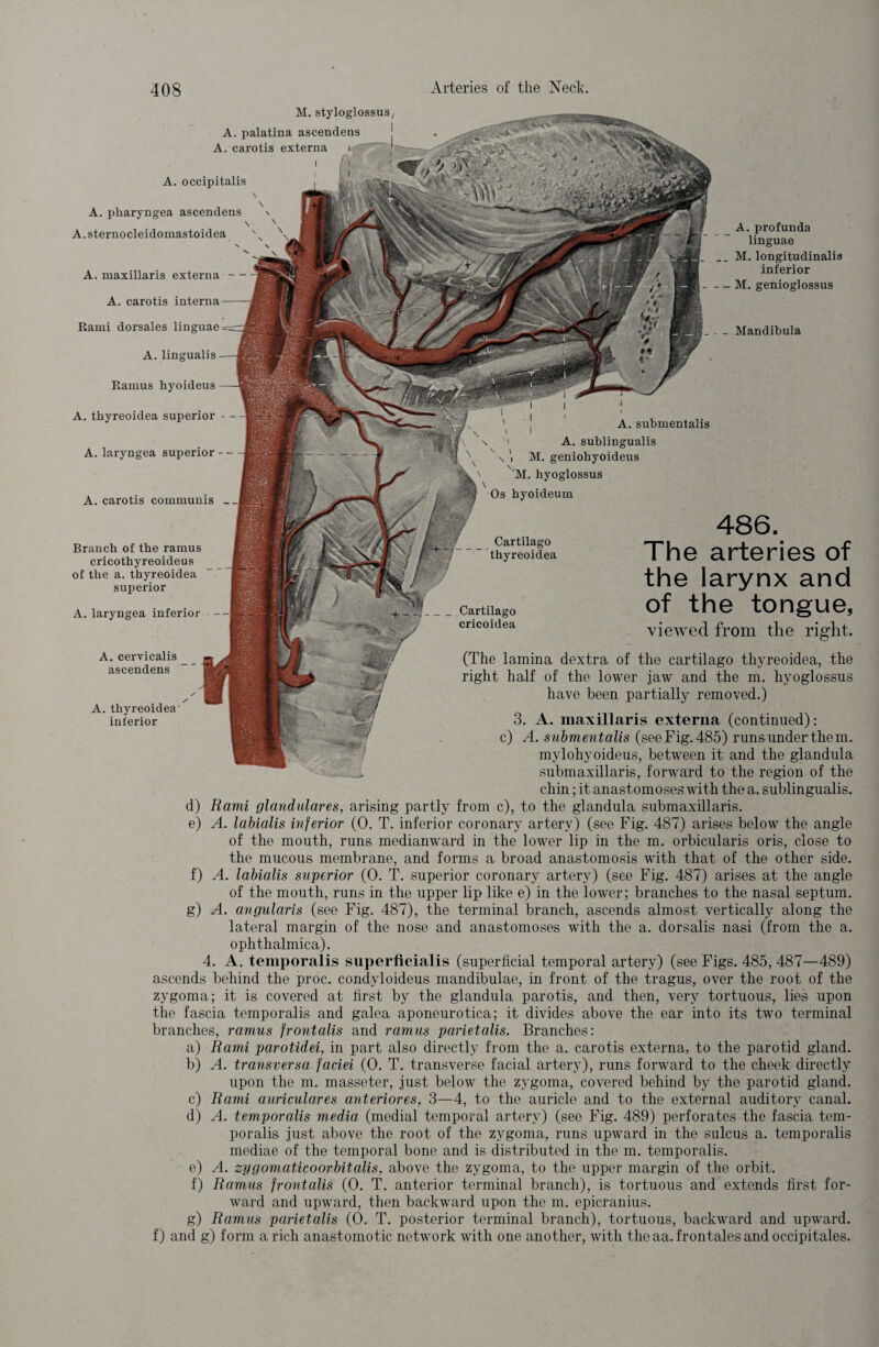 Branch of the ramus cricothyreoideus of the a. thyreoidea superior A. laryngea inferior - A. cervicalis _ _ ■ ascendens A. thyreoidea' inferior Cartilago thyreoidea Cartilago cricoidea 486. The arteries of the larynx and of the tongue, viewed from the right. (The lamina dextra of the cartilago thyreoidea, the right half of the lower jaw and the m. hyoglossus have been partially removed.) 3. A. maxillaris externa (continued): c) A. submentalis (see Fig. 485) runs under1 them, mylohyoideus, between it and the glandula submaxillaris, forward to the region of the chin; it anastomoses with the a. sublingualis. d) Rami glandular es, arising partly from c), to the glandula submaxillaris. e) A. labialis inferior (0. T. inferior coronary artery) (see Fig. 487) arises below the angle of the mouth, runs medianward in the lower lip in the m. orbicularis oris, close to the mucous membrane, and forms a broad anastomosis with that of the other side. f) A. labialis superior (0. T. superior coronary artery) (see Fig. 487) arises at the angle of the mouth, runs in the upper lip like e) in the lower; branches to the nasal septum. g) A. angularis (see Fig. 487), the terminal branch, ascends almost vertically along the lateral margin of the nose and anastomoses with the a. dorsalis nasi (from the a. ophthalmica). 4. A. temporalis superficialis (superficial temporal artery) (see Figs. 485, 487—489) ascends behind the proc. condyloideus mandibulae, in front of the tragus, over the root of the zygoma; it is covered at first by the glandula parotis, and then, very tortuous, lies upon the fascia temporalis and galea aponeurotica; it divides above the ear into its two terminal branches, ramus frontalis and ramus parietalis. Branches: a) Rami parotidei, in part also directly from the a. carotis externa, to the parotid gland. b) A. transversa faciei (0. T. transverse facial artery), runs forward to the cheek directly upon the m. masseter, just below the zygoma, covered behind by the parotid gland. c) Rami auricular es anteriores, 3—4, to the auricle and to the external auditory canal. d) A. temporalis media (medial temporal artery) (see Fig. 489) perforates the fascia tem¬ poralis just above the root of the zygoma, runs upward in the sulcus a. temporalis mediae of the temporal bone and is distributed in the m. temporalis. e) A. zygomaticoorbitalis, above the zygoma, to the upper margin of the orbit. f) Ramus frontalis (0. T. anterior terminal branch), is tortuous and extends first for¬ ward and upward, then backward upon the m. epicranius. g) Ramus parietalis (0. T. posterior terminal branch), tortuous, backward and upward, f) and g) form a rich anastomotic network with one another, with the aa. frontales and occipitales. A. profunda linguae M. longitudinalia inferior M. genioglossus Rami dorsales linguae _Mandibula A. lingualis Ramus hyoideus A. thyreoidea superior A. laryngea superior A. carotis communis ' , A. submentalis \ I \ ' A. sublingualis x \ M. geniobyoideus M. hyoglossus \ Os hyoideum M.styloglossus/ A. palatina ascendens A. carotis externa I A. occipitalis \ A. pharyngea ascendens \ \ N A.sternocleidomastoidea \ N N N A. maxillaris externa — A. carotis interna