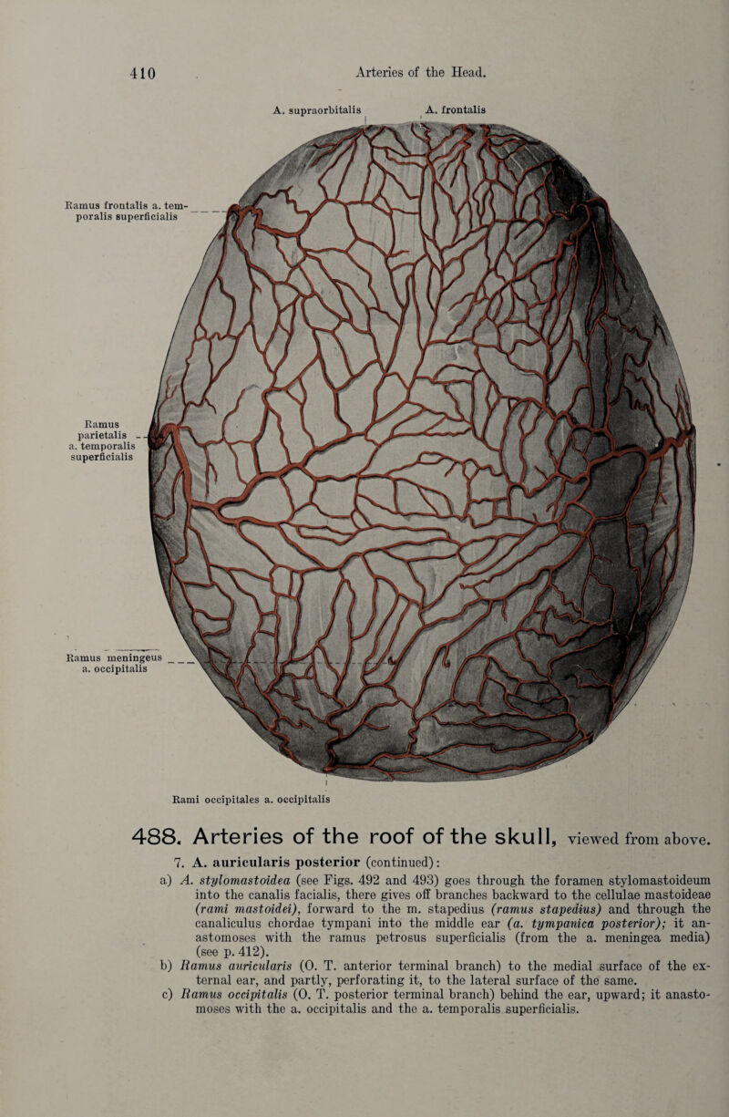 A. supraorbitalis A. frontalis Ramus parietalis _ a. temporalis superficialis Ramus meningeus a. occipitalis Ramus frontalis a. tem¬ poralis superficialis Rami occipitales a. occipitalis 488. Arteries of the roof of the skull, viewed from above. 7. A. auricularis posterior (continued): a) A. stylomastoidea (see Figs. 492 and 493) goes through the foramen stylomastoideum into the canalis facialis, there gives off branches backward to the cellulae mastoideae (rami mastoidei), forward to the m. stapedius (ramus stapedius) and through the canaliculus chordae tympani into the middle ear (a. tympanica posterior); it an¬ astomoses with the ramus petrosus superficialis (from the a. meningea media) (see p. 412). b) Ramus auricularis (0. T. anterior terminal branch) to the medial surface of the ex¬ ternal ear, and partly, perforating it, to the lateral surface of the same. c) Ramus occipitalis (0. T. posterior terminal branch) behind the ear, upward; it anasto¬ moses with the a. occipitalis and the a. temporalis superficialis.